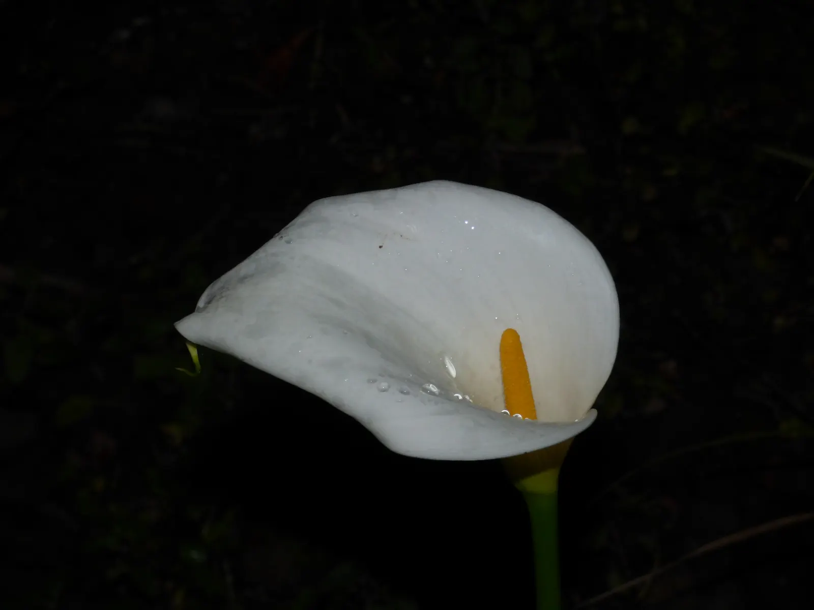 Calla Lily (Zantedeschia Aethiopica) — scientifically known as Zantedeschia aethiopica