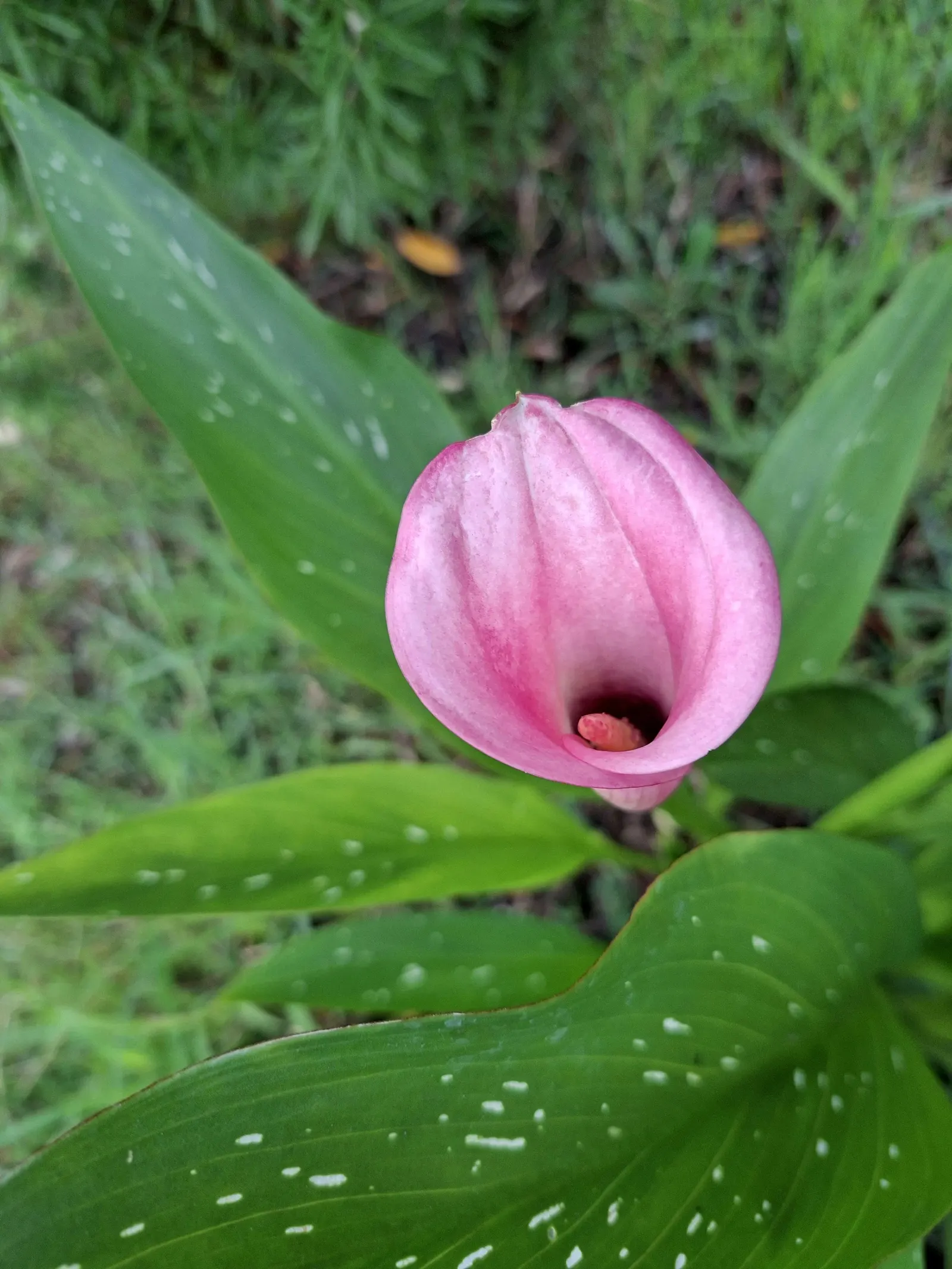 Calla Lily (Zantedeschia Aethiopica) — white flowers in the garden; this exquisite plant adds a sophisticated touch to any water garden or floral, image 90