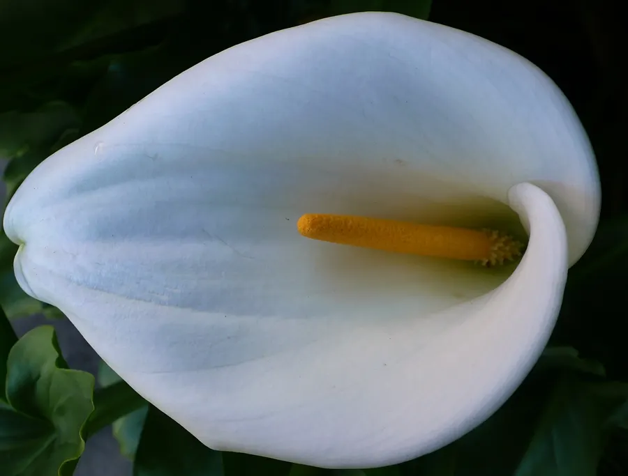 Calla Lily (Zantedeschia Aethiopica) — Typically reaching 2-3 feet in height; trumpet-shaped white spathes that enclose yellow spadices