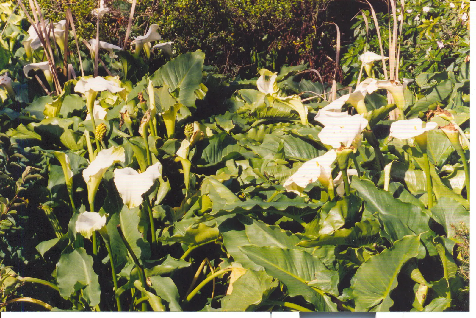 Calla Lily (Zantedeschia Aethiopica) — It prefers full sun to partial shade and consistently moist, well-drained soil, rich in organic matter