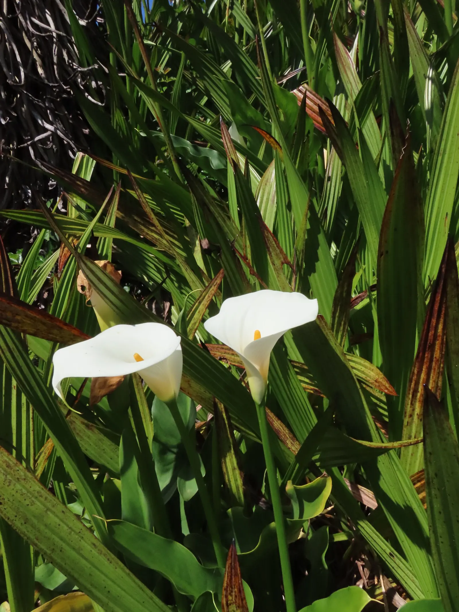 Calla Lily (Zantedeschia Aethiopica) — so caution is advised for gardens frequented by children and pets; perennial with white blooms, image 89