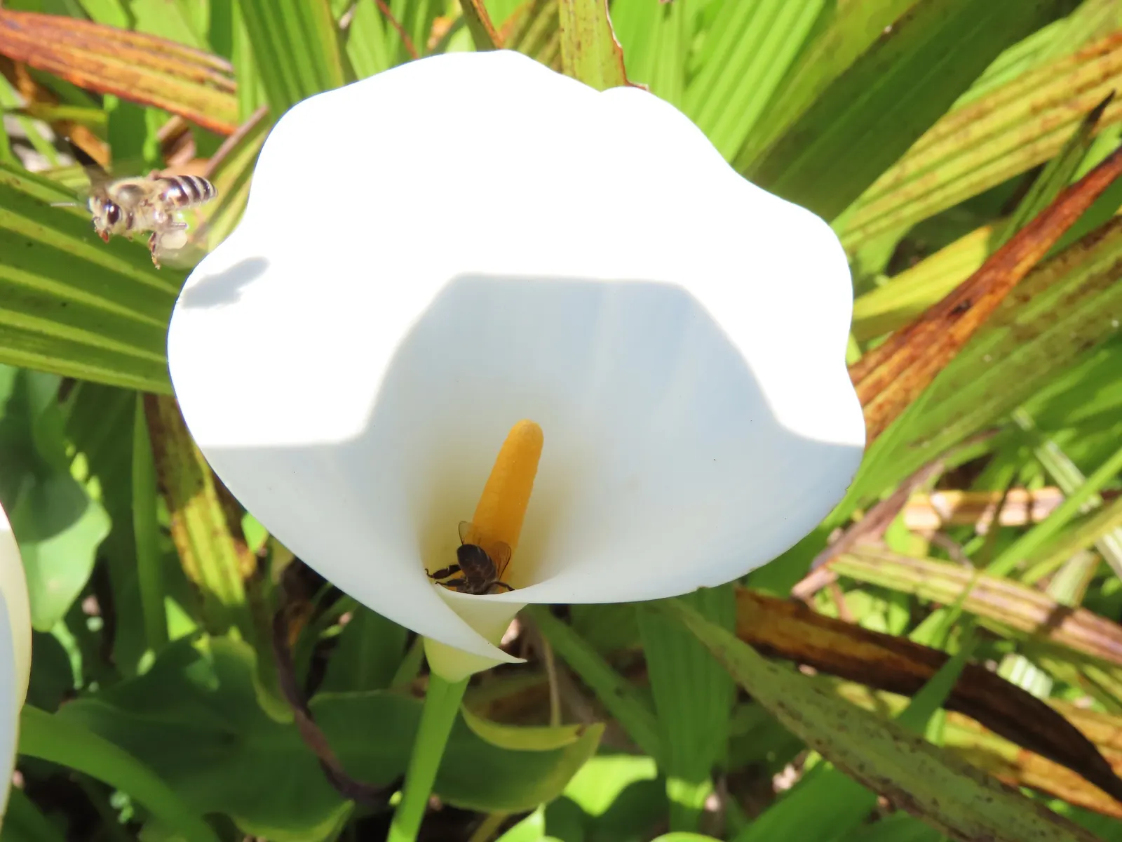 Calla Lily (Zantedeschia Aethiopica) — white flowers in the garden; this exquisite plant adds a sophisticated touch to any water garden or floral border