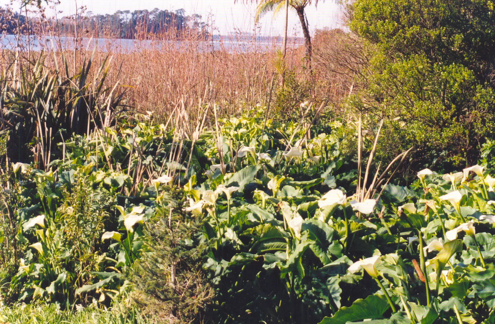Calla Lily (Zantedeschia Aethiopica) — the Calla Lily thrives in USDA hardiness zones 8 through 10