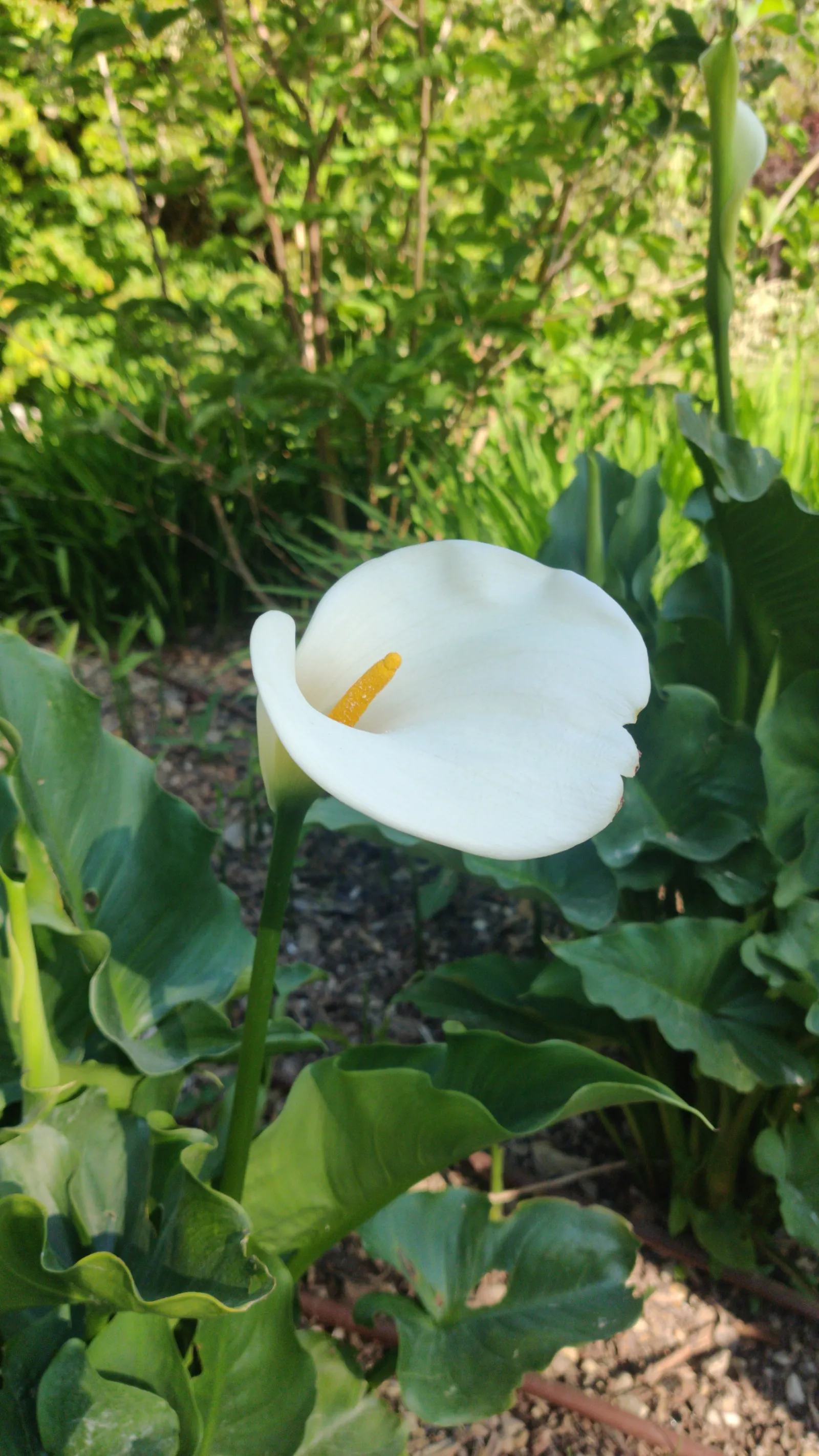 Calla Lily (Zantedeschia Aethiopica) — traditionally a crisp white; thriving in USDA Zones 8-10, it prefers moist, well-draining soil and partial sun