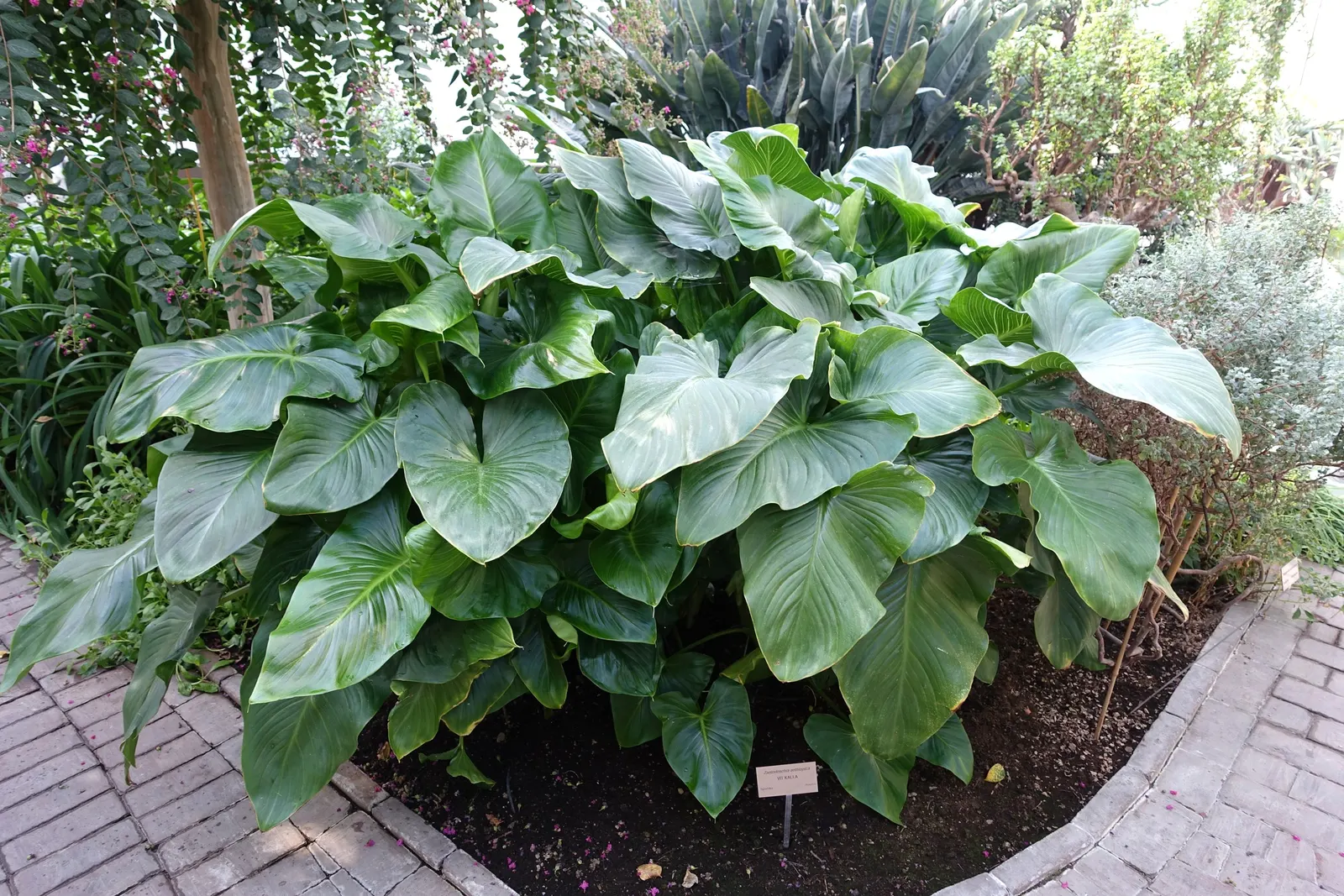 Calla Lily (Zantedeschia Aethiopica) — this graceful plant is cherished for its lush foliage and iconic; white flowers in the garden, image 79