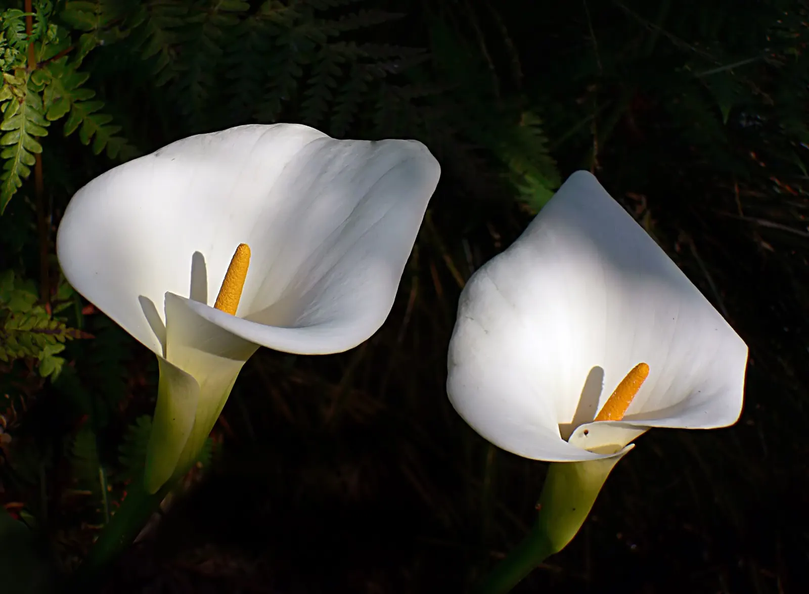 Calla Lily (Zantedeschia Aethiopica) — this exquisite plant adds a sophisticated touch to any water garden or floral border; blooming primarily in late spring
