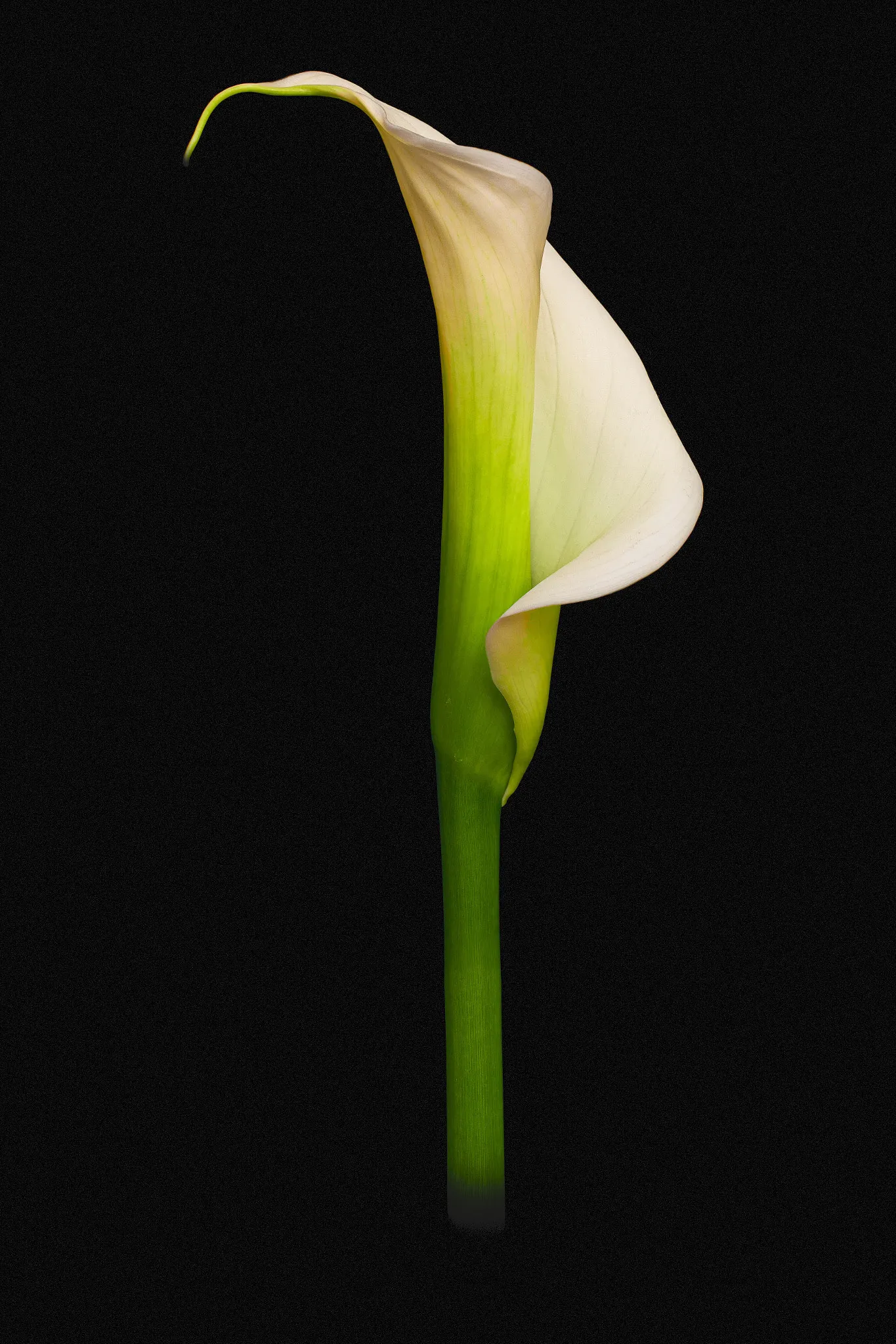 Calla Lily (Zantedeschia Aethiopica) — this graceful plant is cherished for its lush foliage and iconic; white flowers in the garden