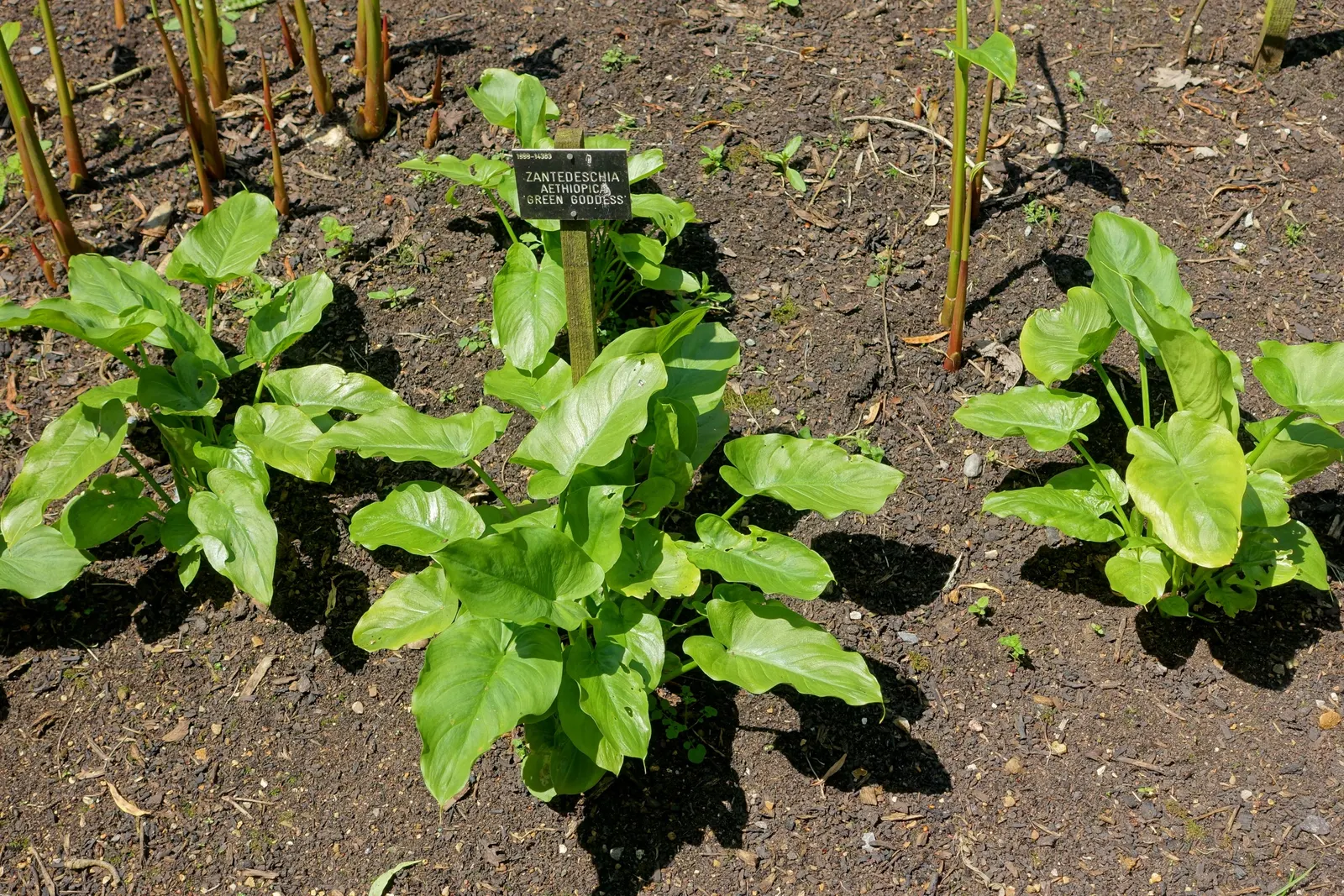 Calla Lily (Zantedeschia Aethiopica) — Note that all parts of the Calla Lily are toxic if ingested; although hybrid varieties offer a palette, image 88
