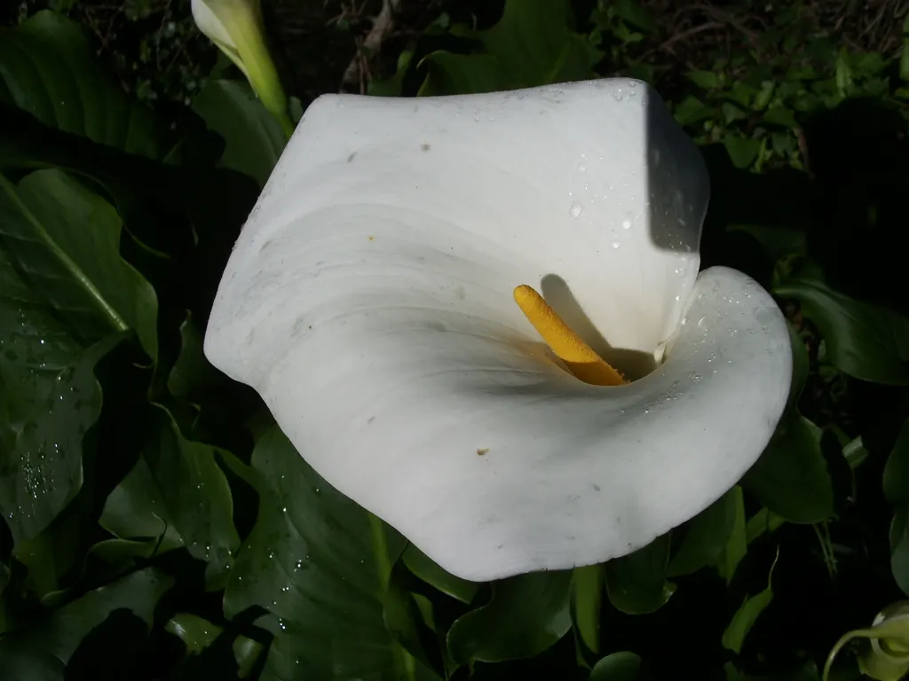 Calla Lily (Zantedeschia Aethiopica) — Typically reaching 2-3 feet in height; trumpet-shaped white spathes that enclose yellow spadices, image 50