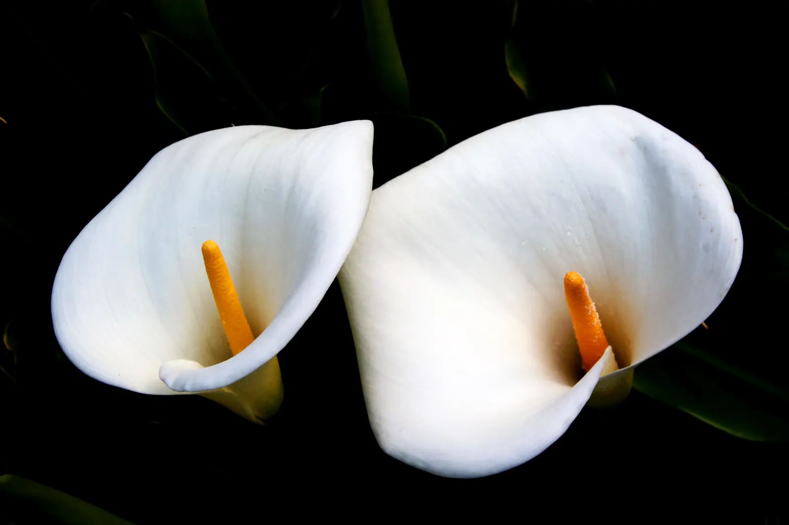 Calla Lily (Zantedeschia Aethiopica) — Note that all parts of the Calla Lily are toxic if ingested