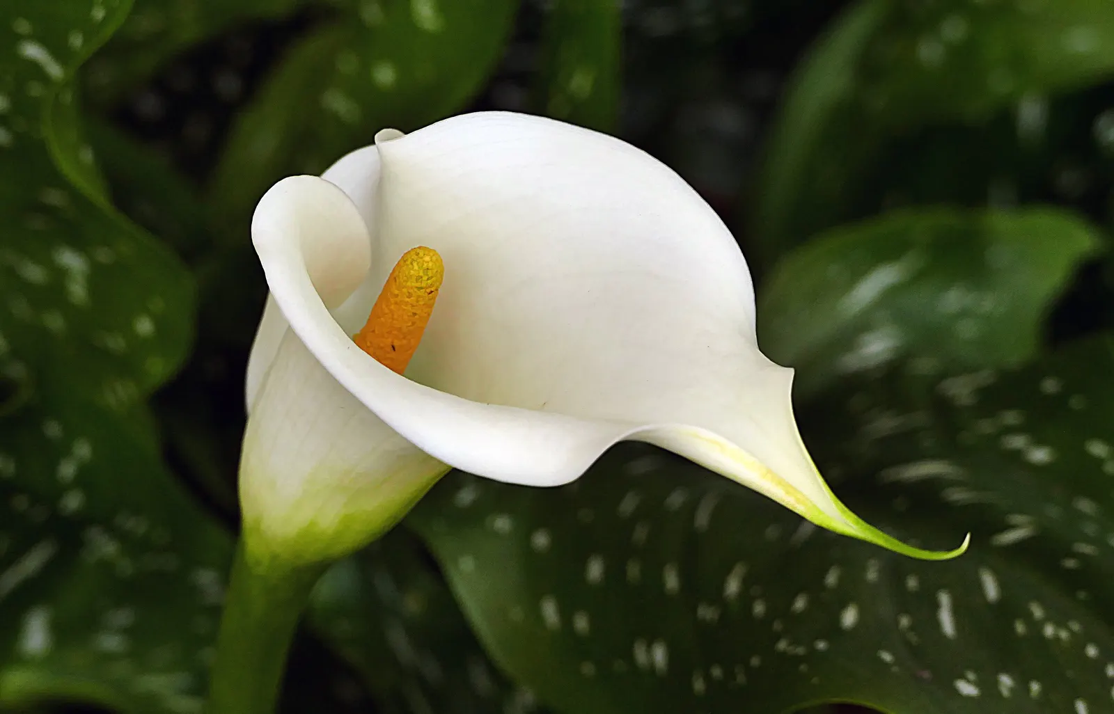 Calla Lily (Zantedeschia Aethiopica) — Blooming primarily in late spring to midsummer; or as an accent in borders and containers, image 62