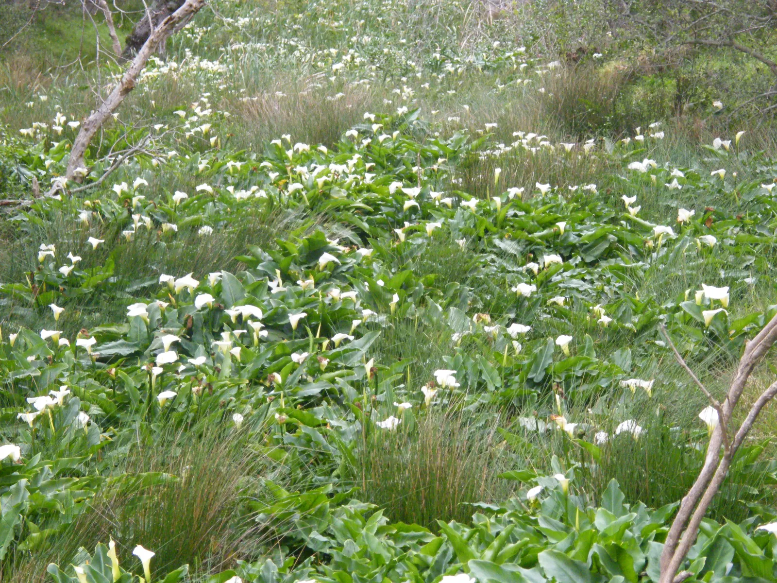Calla Lily (Zantedeschia Aethiopica) — the Calla Lily thrives in USDA hardiness zones 8 through 10; with foliage spreading up to 1-2 feet, image 80