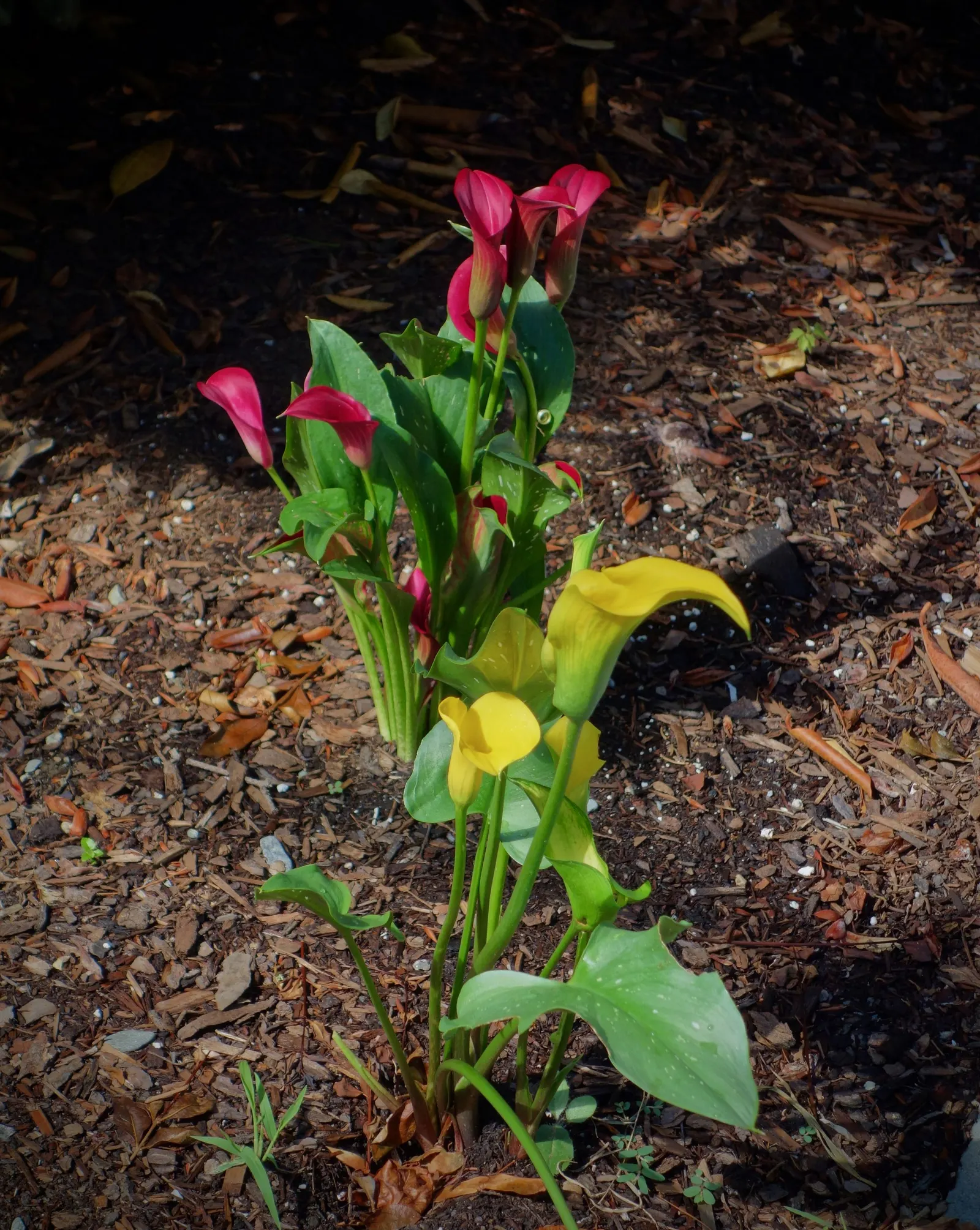 Calla Lily (Zantedeschia Aethiopica) — rhizomatous plant that adds a touch of elegance and sculptural beauty to any landscape design; traditionally, image 78