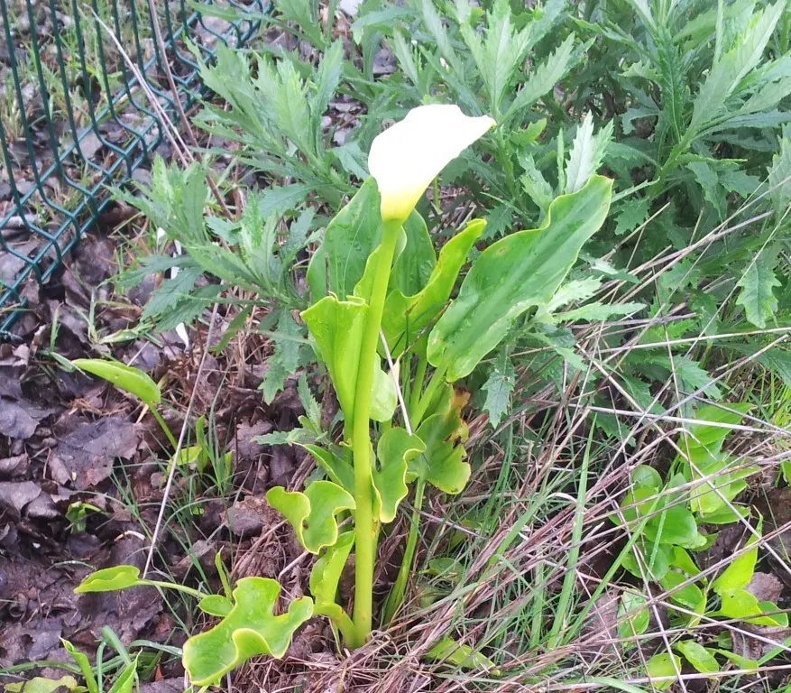 Calla Lily (Zantedeschia Aethiopica) — so caution is advised for gardens frequented by children and pets; perennial with white blooms, image 66