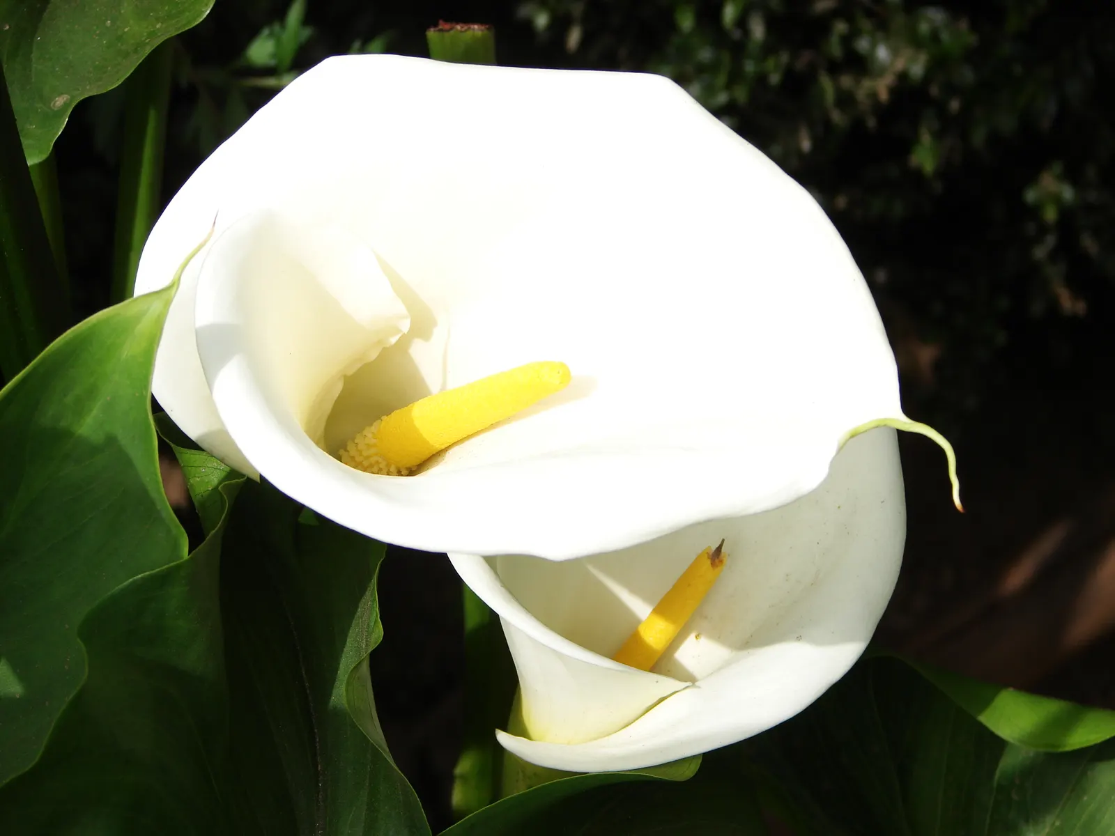 Calla Lily (Zantedeschia Aethiopica) — Blooming primarily in late spring to midsummer; or as an accent in borders and containers, image 108