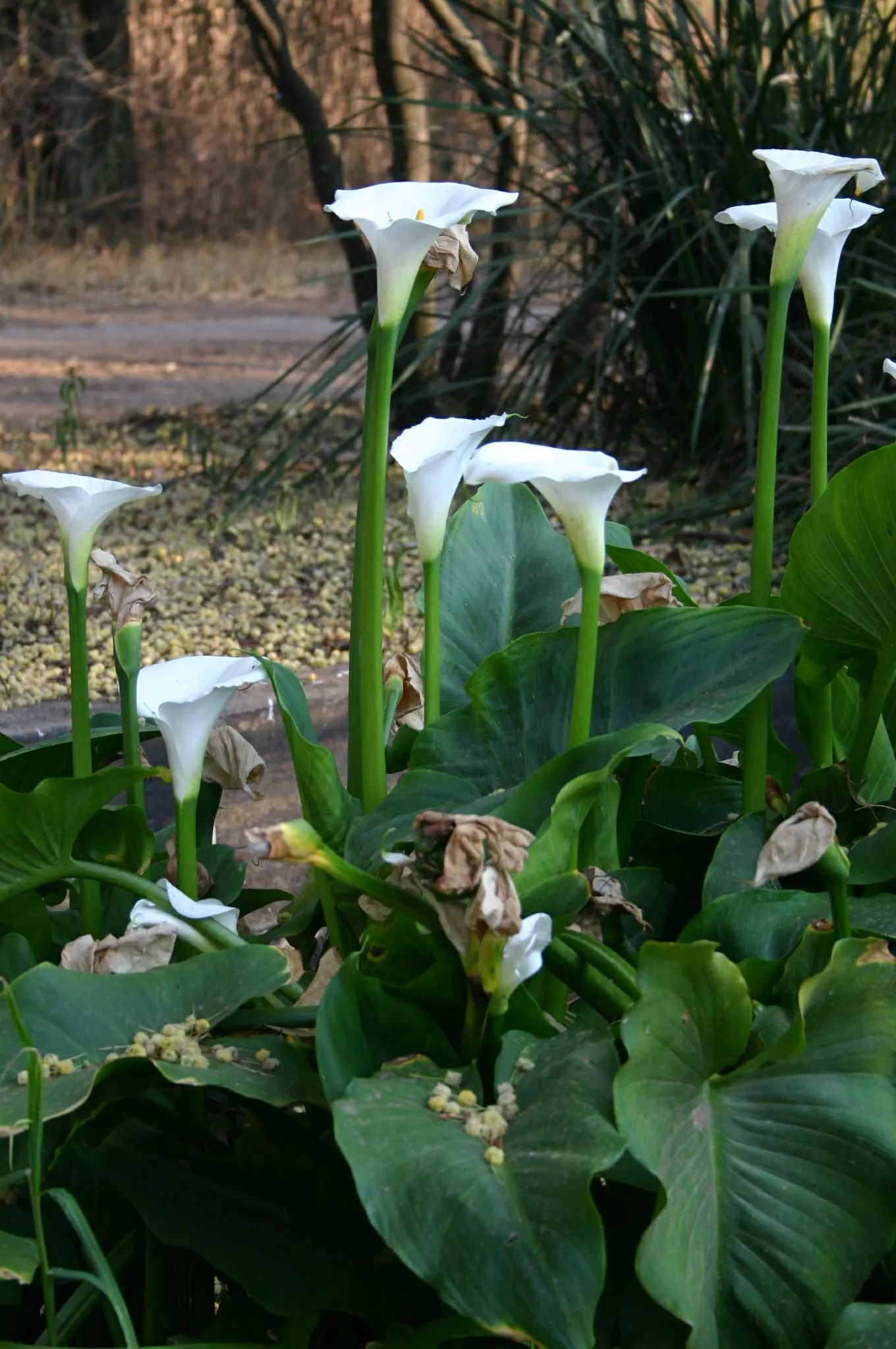 Calla Lily (Zantedeschia Aethiopica) — scientifically known as Zantedeschia aethiopica; note: All parts are toxic if ingested, image 77
