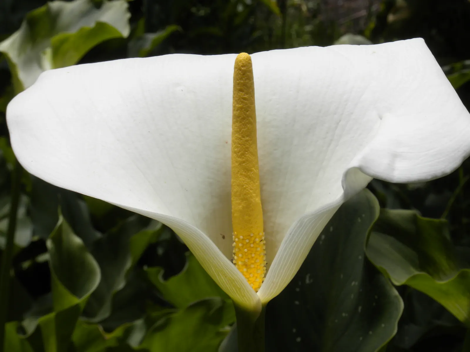 Calla Lily (Zantedeschia Aethiopica) — with foliage spreading up to 1-2 feet