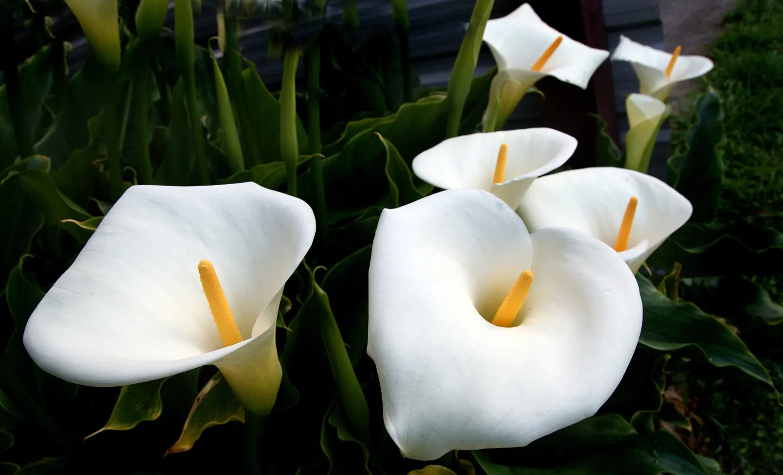 Calla Lily (Zantedeschia Aethiopica) — Note: All parts are toxic if ingested; perennial for full or half or shade