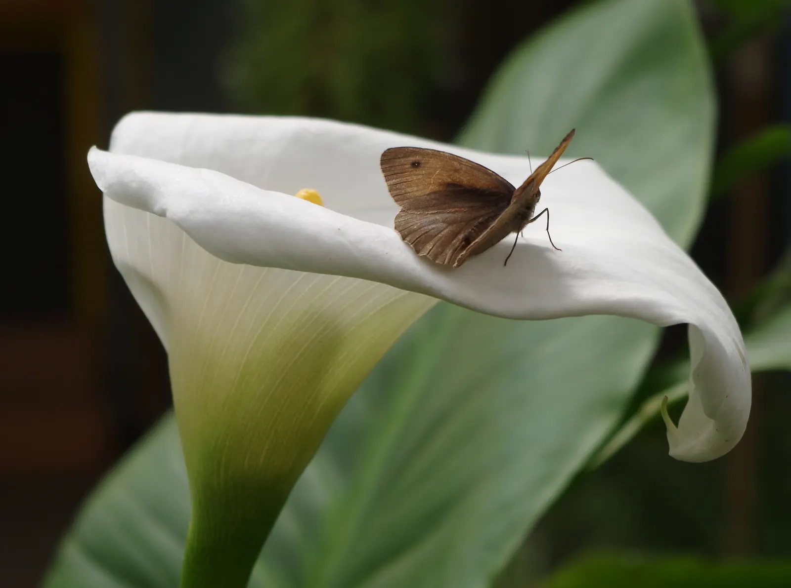 Calla Lily (Zantedeschia Aethiopica) — This plant is not only visually stunning but is also low maintenance, requiring minimal pruning, image 64
