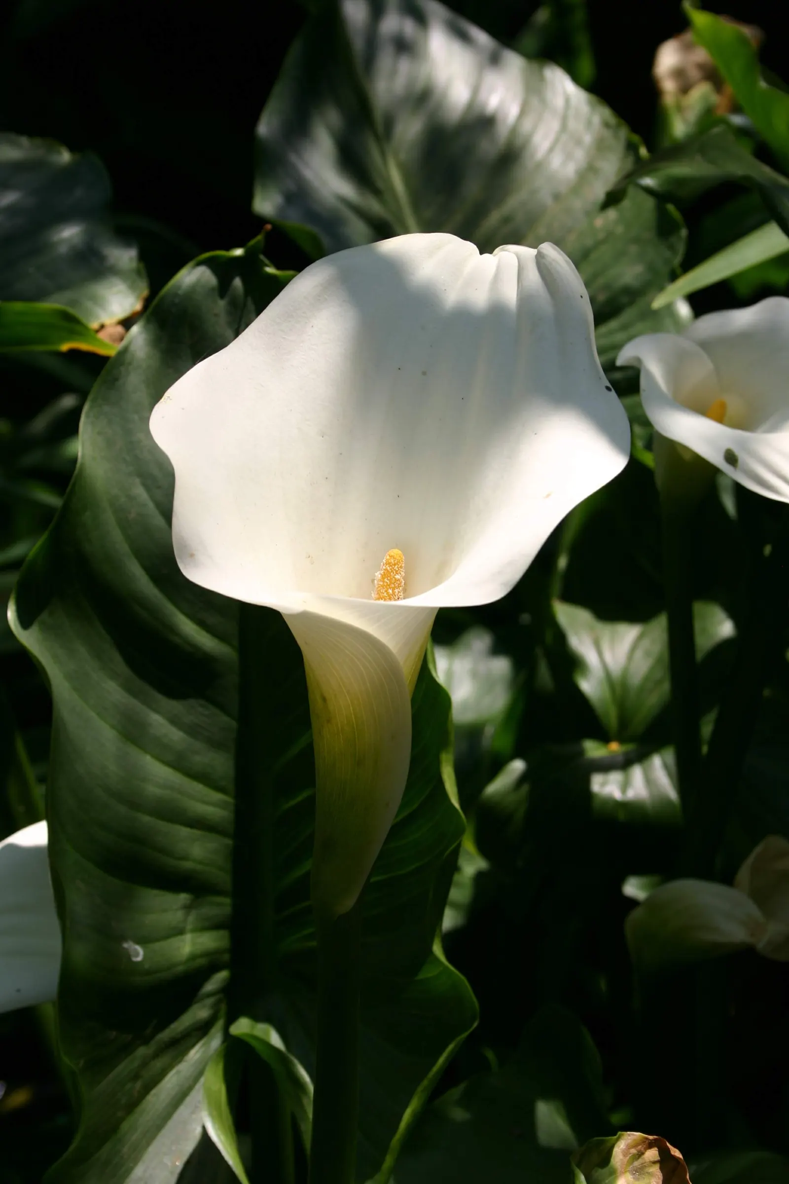 Calla Lily (Zantedeschia Aethiopica) — Note: All parts are toxic if ingested; perennial for full or half or shade, image 53