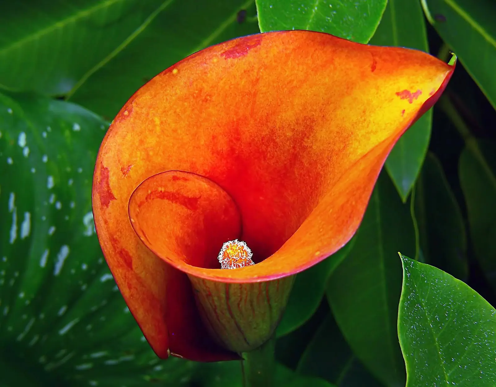 Calla Lily (Zantedeschia Aethiopica) — or as an accent in borders and containers; the Calla Lily (Zantedeschia aethiopica) is an eye-catching, image 109