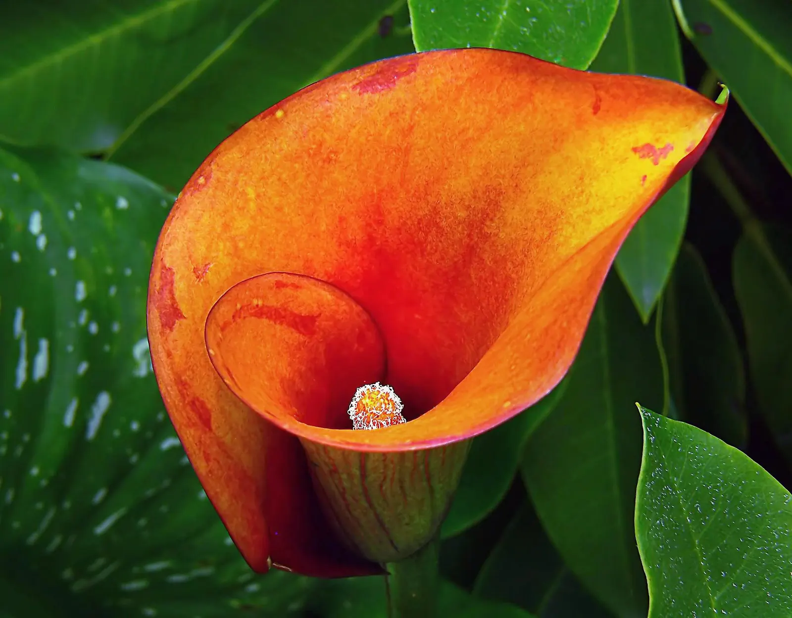 Calla Lily (Zantedeschia Aethiopica) — perennial with white blooms