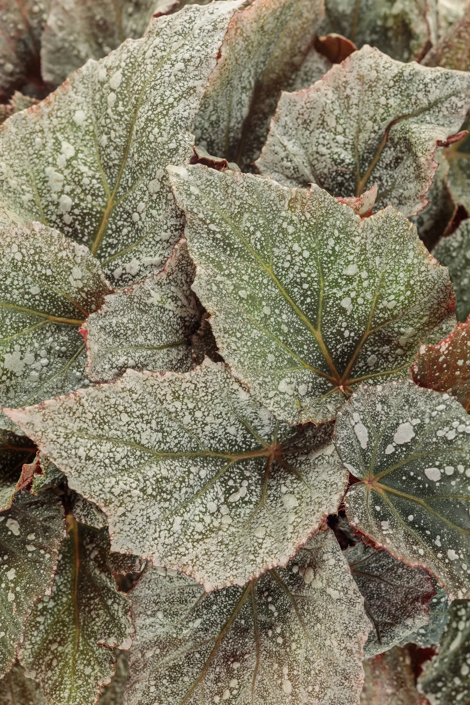 Triton™ Rex begonia (Begonia rex) — With average fertility and easy maintenance needs