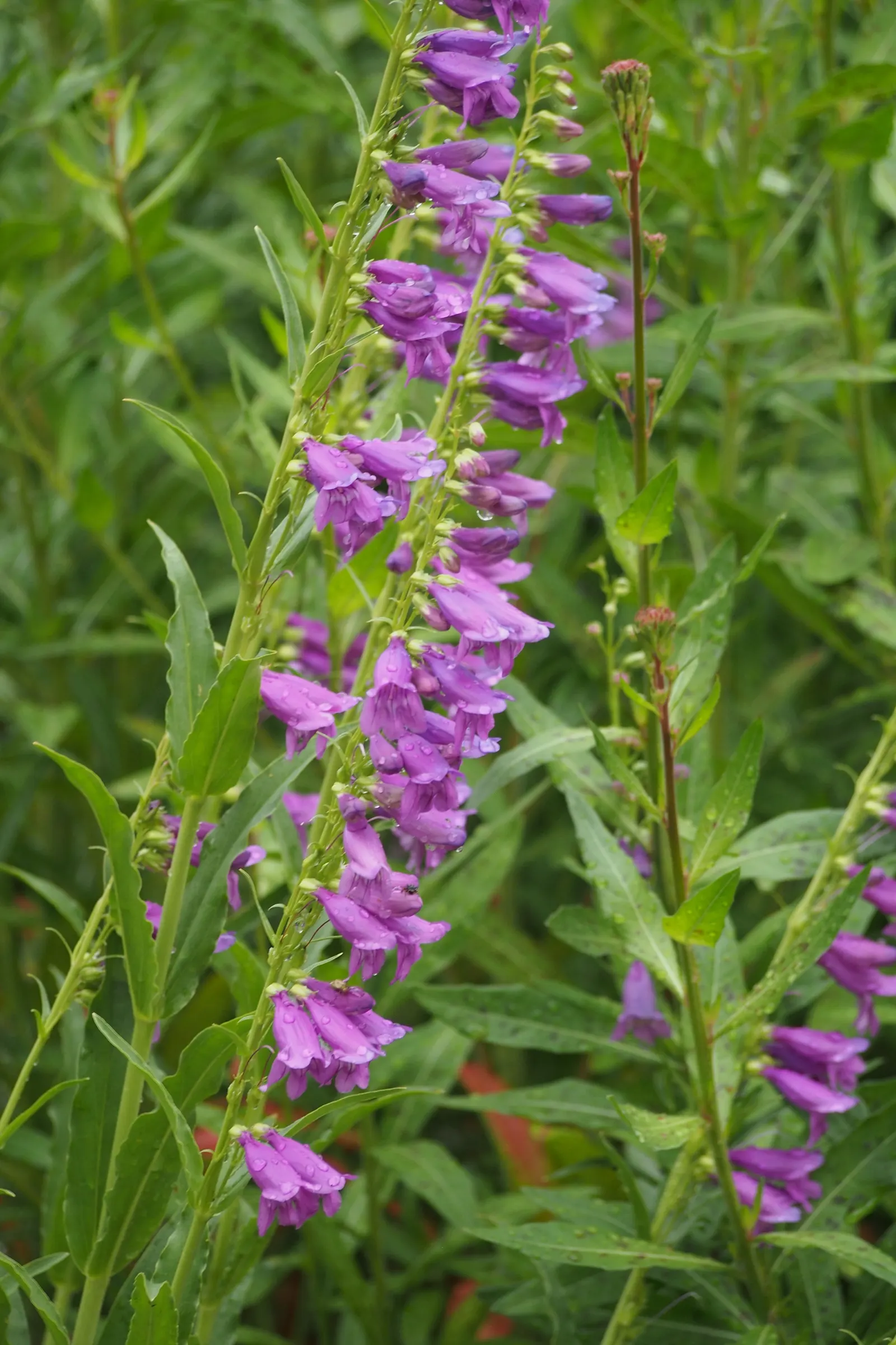 Sawsepal Penstemon (Penstemon Glaber) — it attracts pollinators like bees and hummingbirds