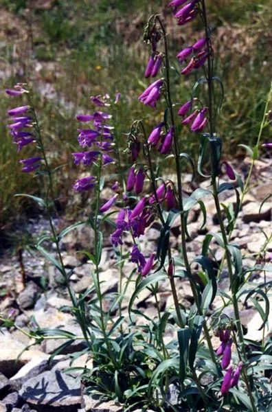 Sawsepal Penstemon (Penstemon Glaber) — commonly called Sawsepal Penstemon