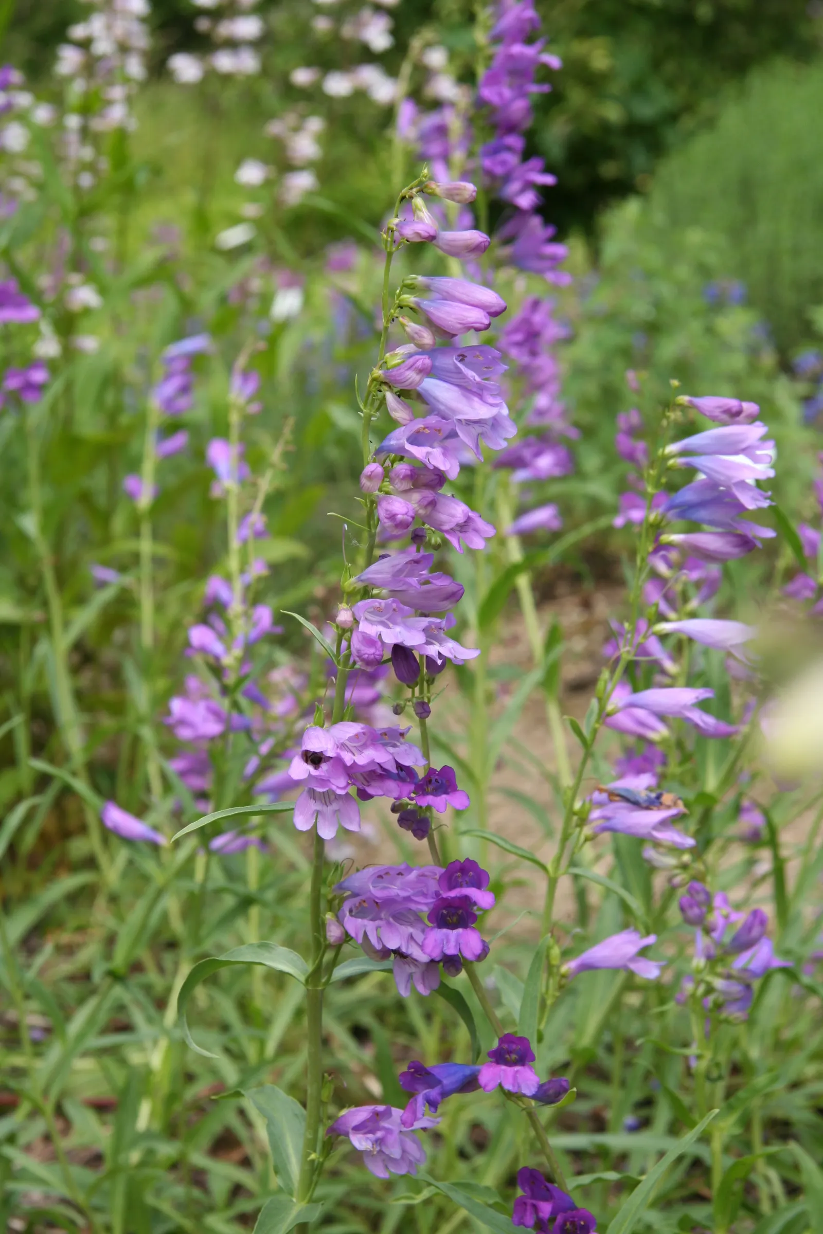 Sawsepal Penstemon (Penstemon Glaber) — With narrow, lance-shaped leaves, it thrives in full sun to part shade and prefers well-drained soils