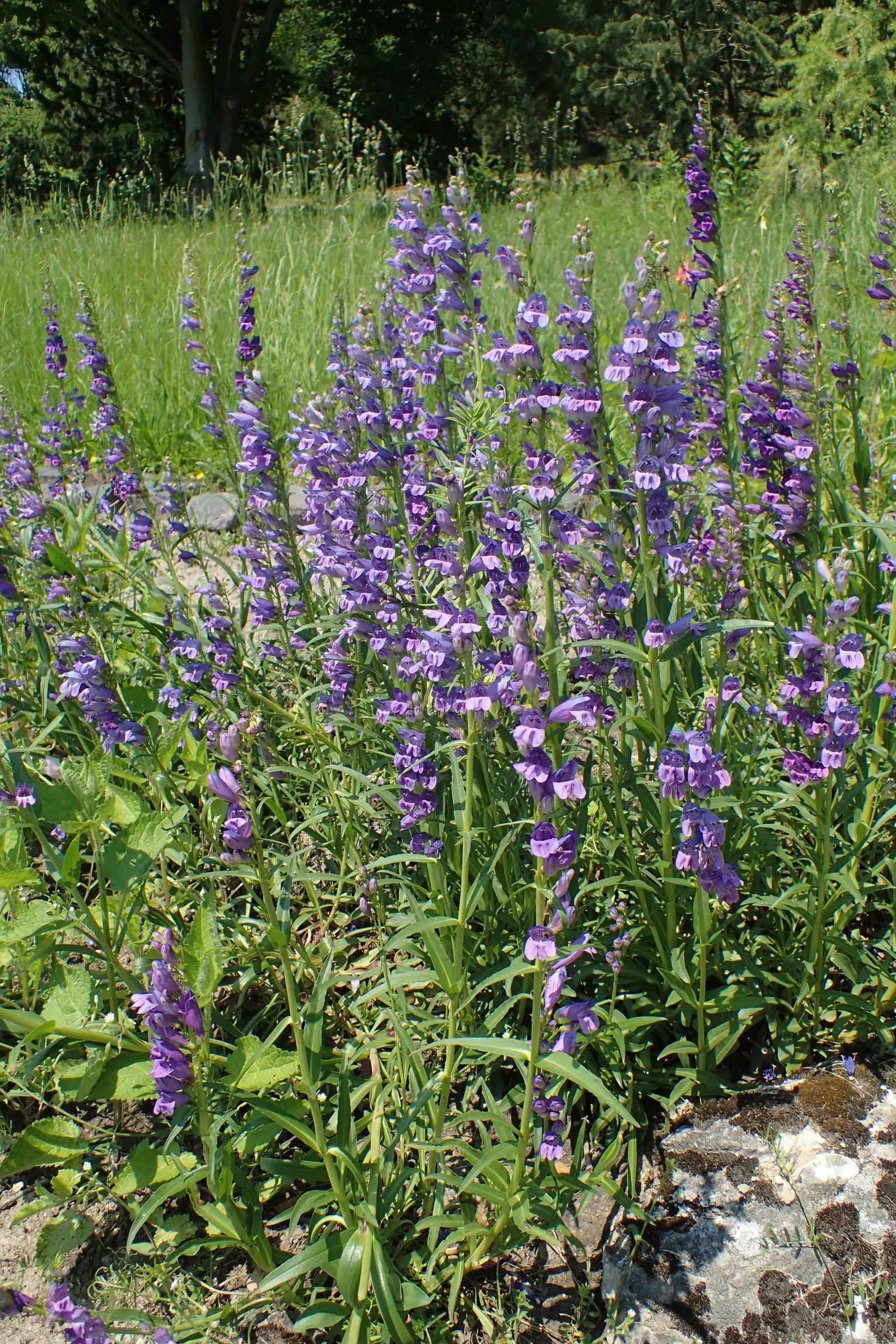 Sawsepal Penstemon (Penstemon Glaber) — attracting a symphony of pollinators to the garden