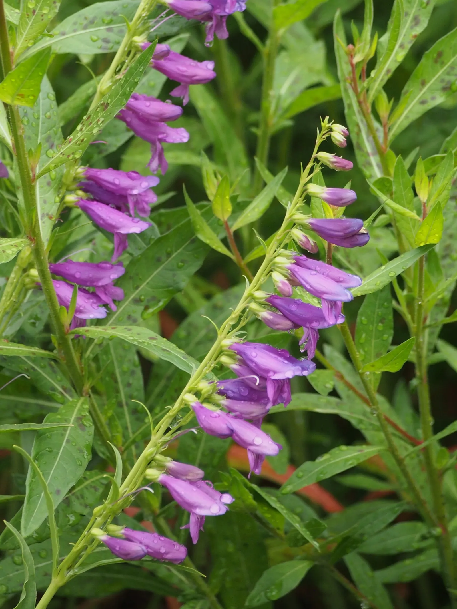 Sawsepal Penstemon (Penstemon Glaber) — making it an excellent choice for wildflower gardens and naturalized areas