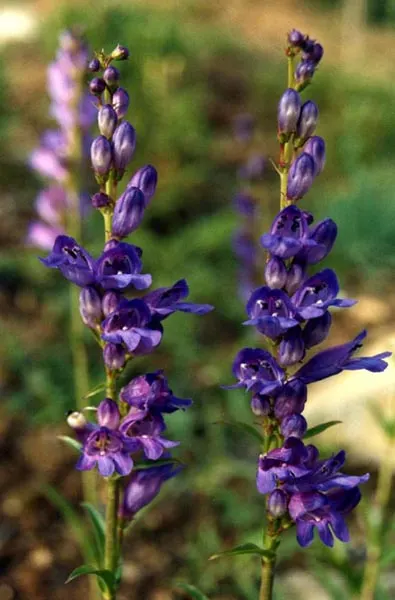 Sawsepal Penstemon (Penstemon Glaber) — is a hardy perennial that is a remarkable addition to any temperate garden landscape