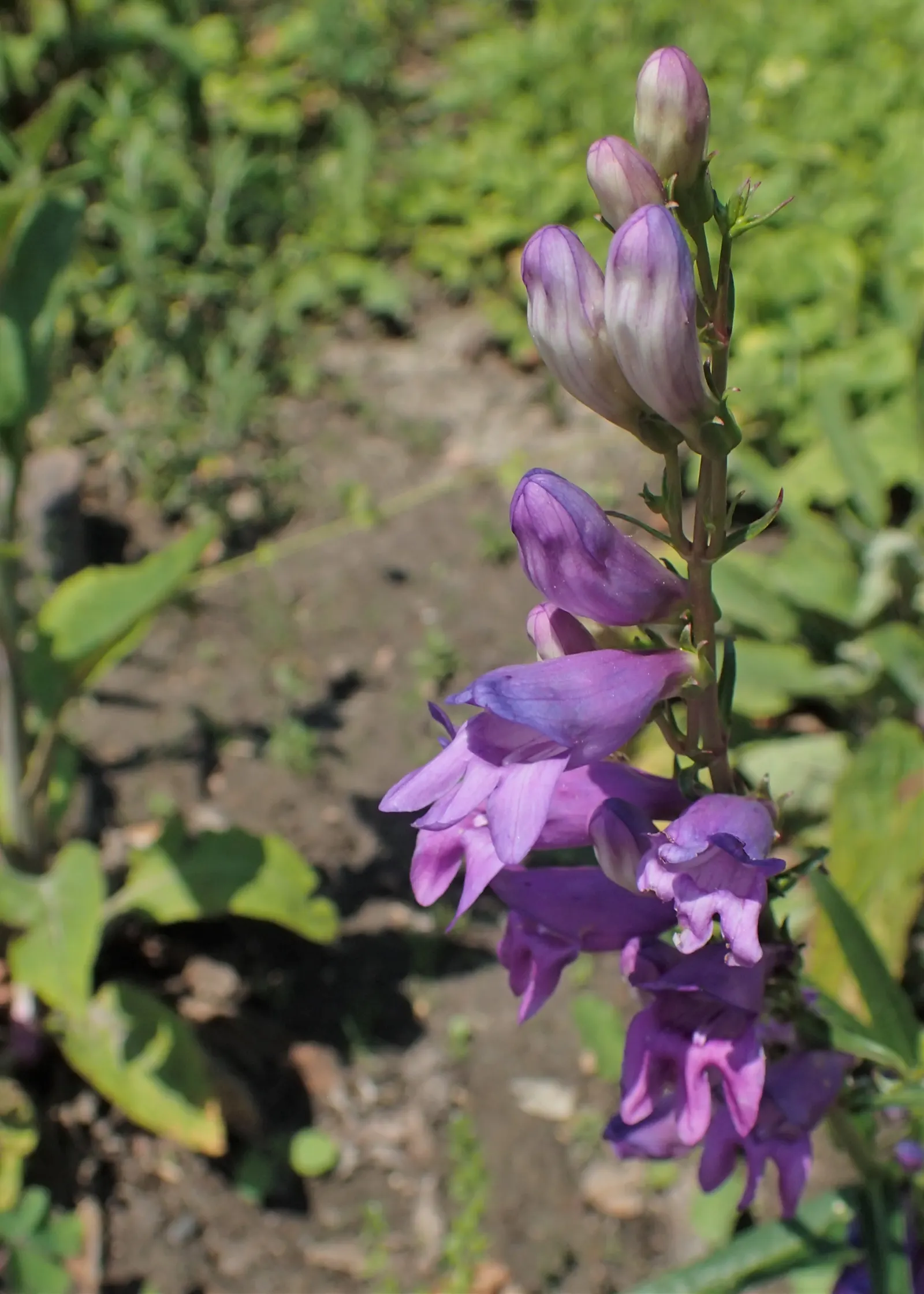 Sawsepal Penstemon (Penstemon Glaber) — which is where it derives its species name 'glaber'