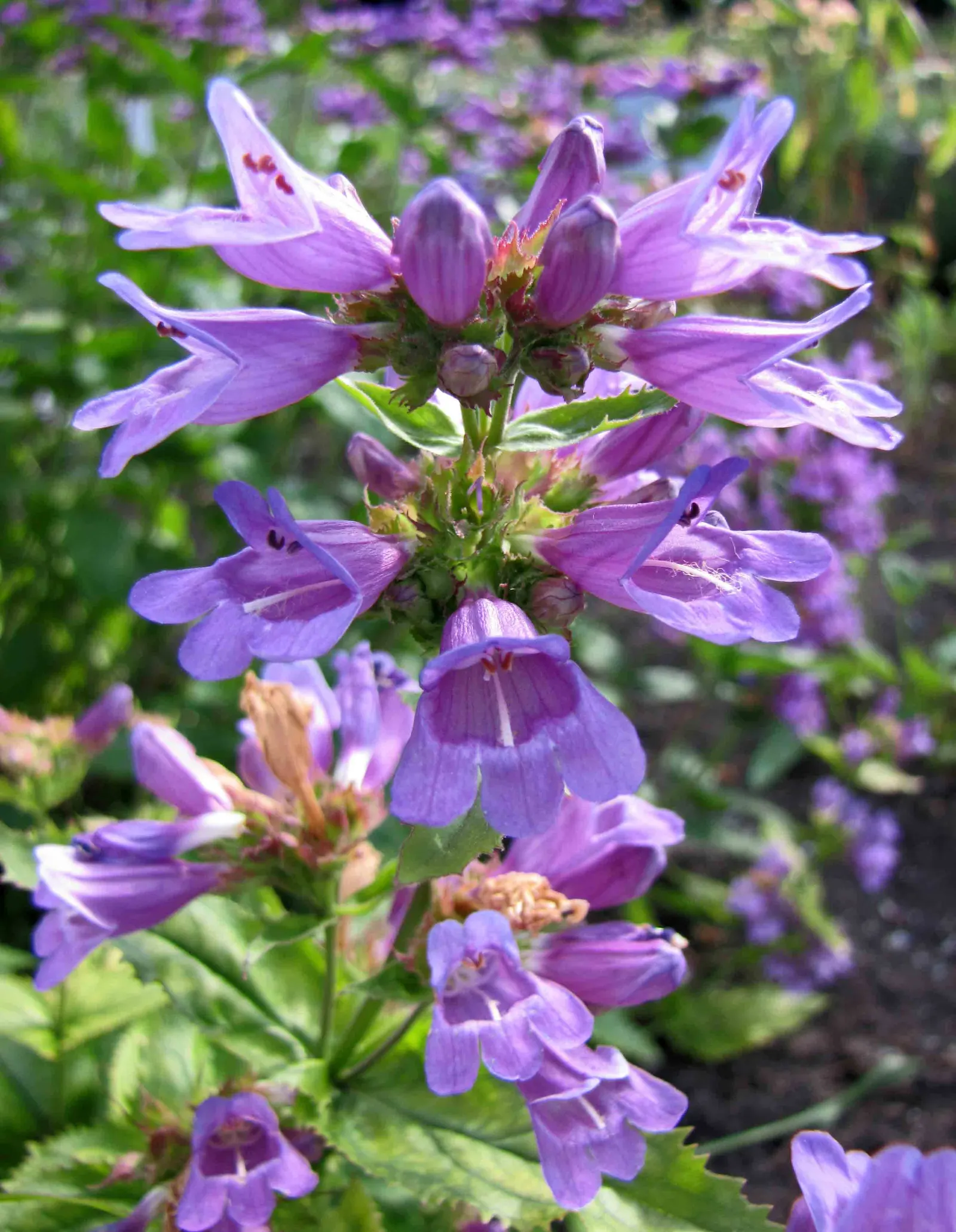Sawsepal Penstemon (Penstemon Glaber) — This plant is notably low-maintenance