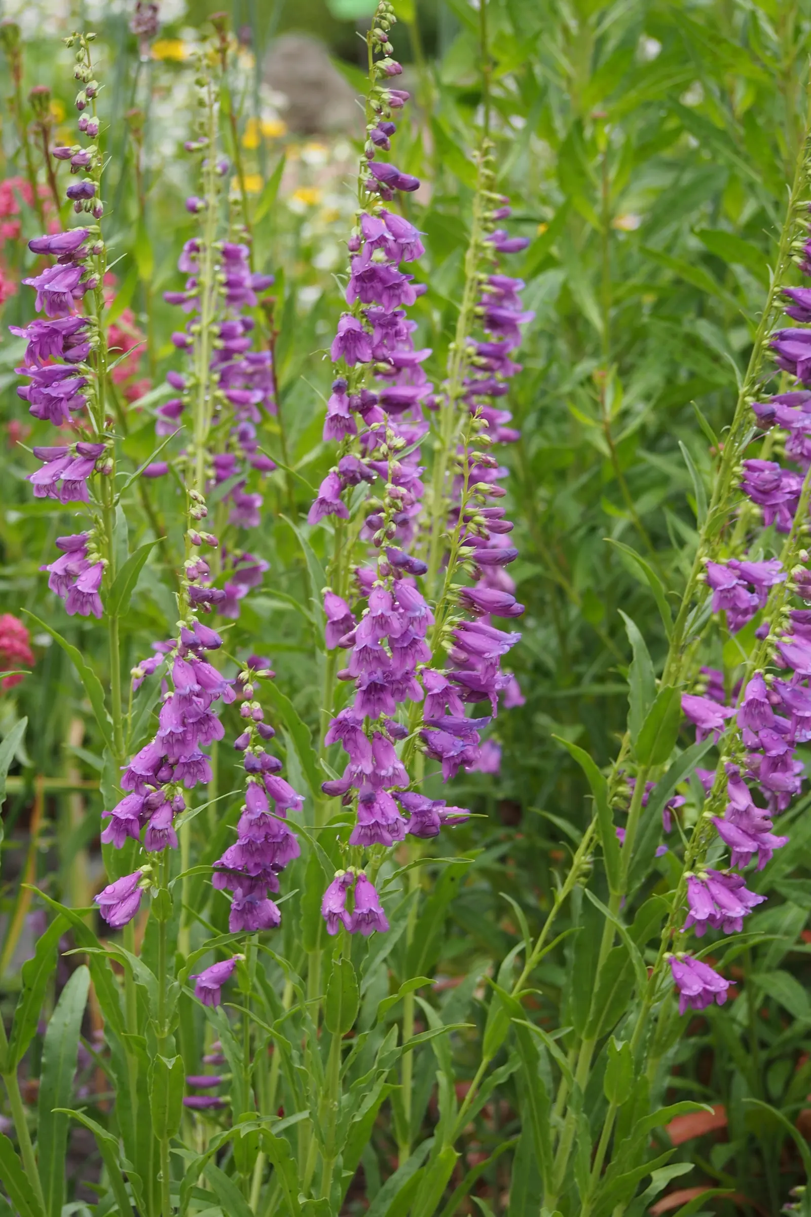 Sawsepal Penstemon (Penstemon Glaber) — Drought-tolerant once established