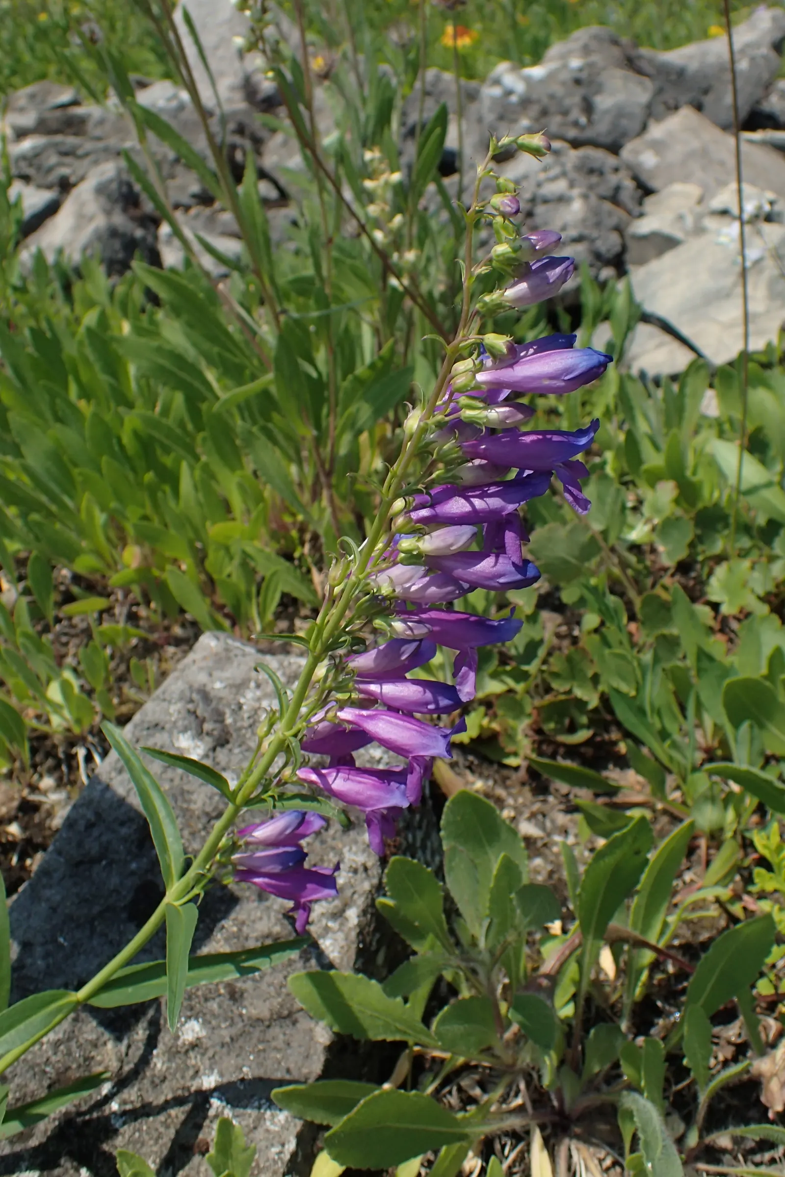 Sawsepal Penstemon (Penstemon Glaber) — While it is drought tolerant once established