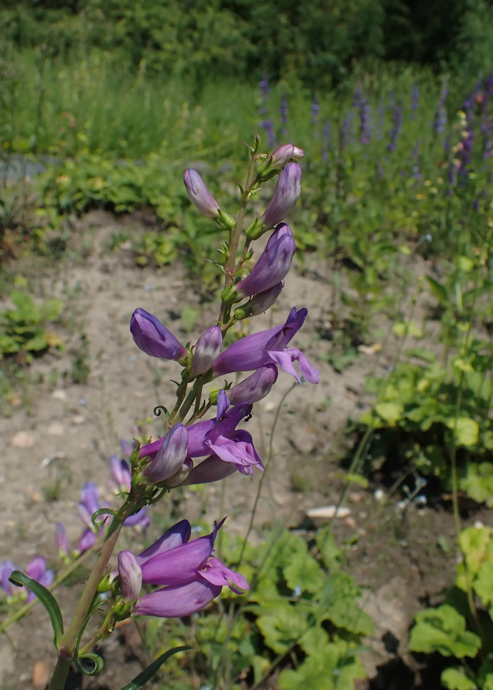 Sawsepal Penstemon (Penstemon Glaber) — including hummingbirds and bees.<br><br>For optimal growth and flowering
