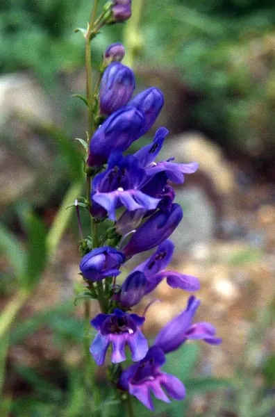 Sawsepal Penstemon (Penstemon Glaber) — scientifically referred to as Penstemon glaber