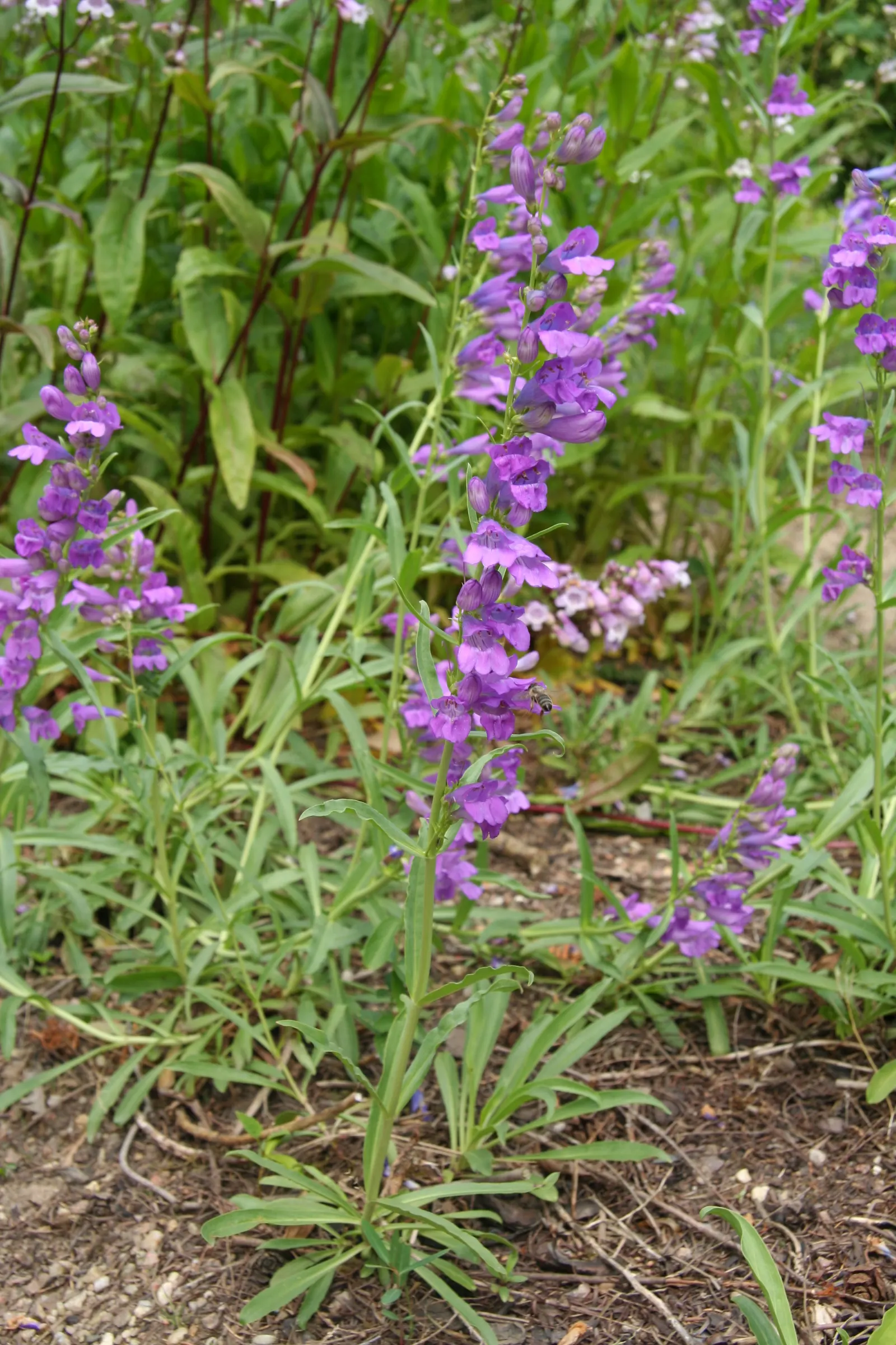 Sawsepal Penstemon (Penstemon Glaber) — violet-blue flowers on erect 2-3 foot stems