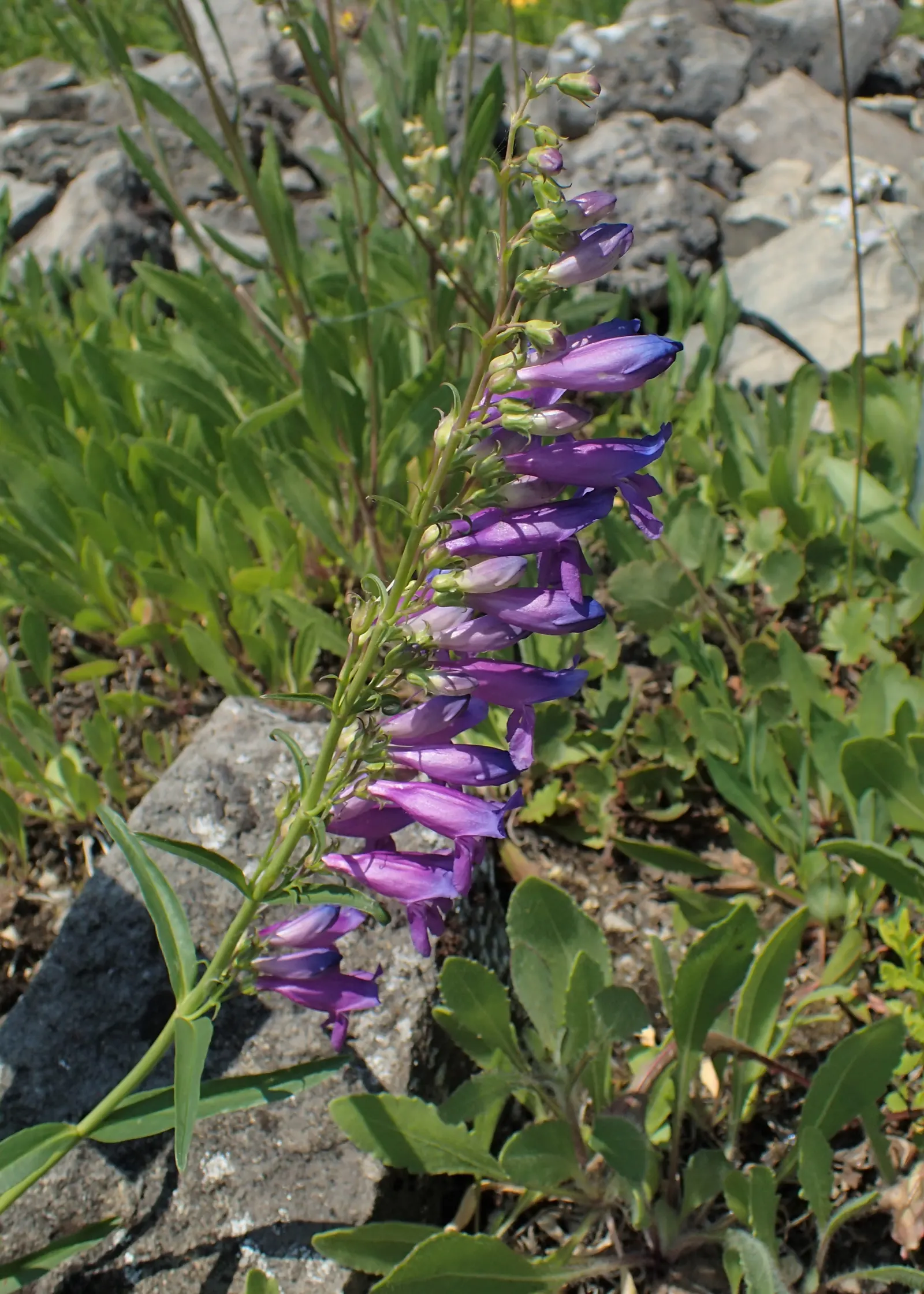 Sawsepal Penstemon (Penstemon Glaber) — reaching heights of 18 to 24 inches with a similar spread of 12 to 18 inches
