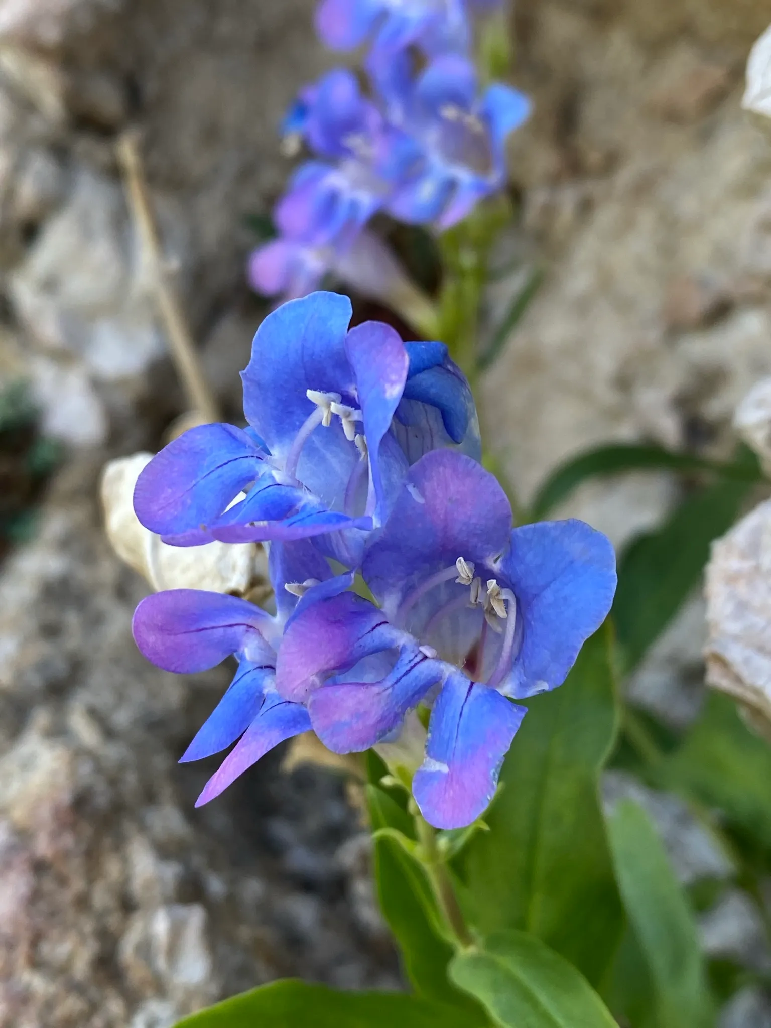 Sawsepal Penstemon (Penstemon Glaber) — Its vertical growth and captivating blossoms add both height and color contrast