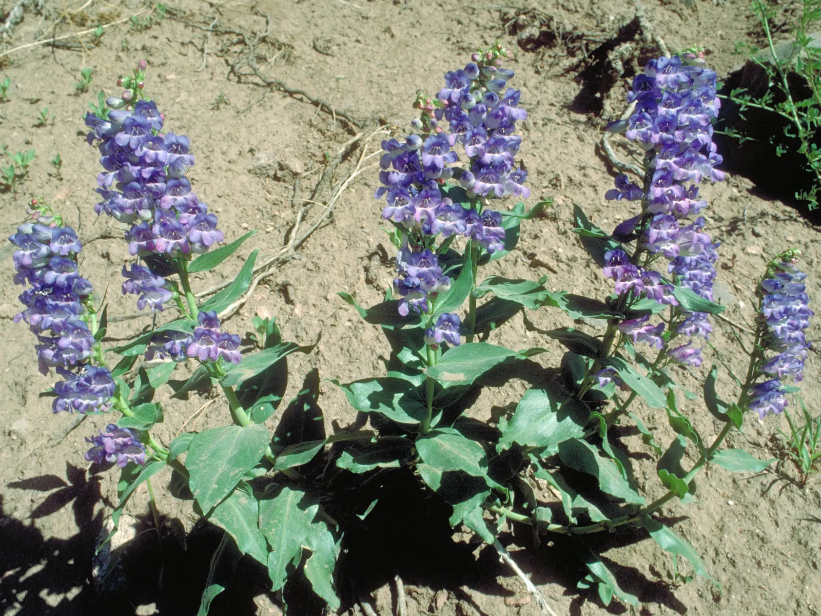 Sawsepal Penstemon (Penstemon Glaber) — These flowers are arranged in well-structured panicles that rise elegantly above the foliage