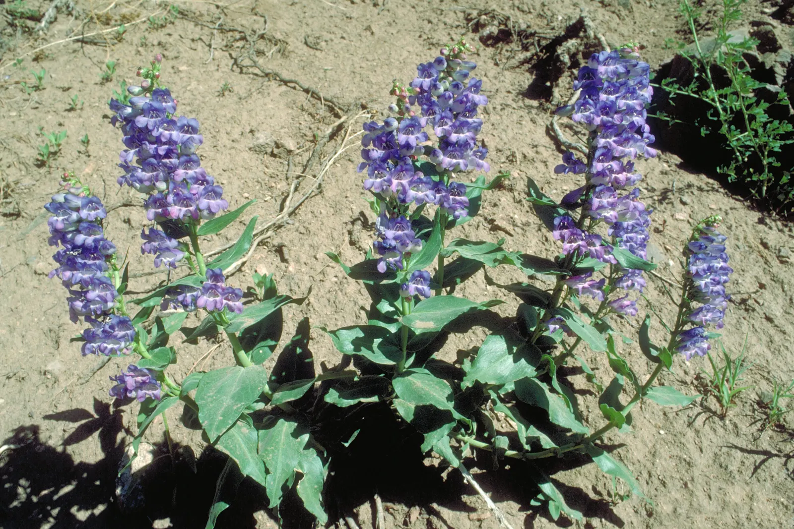 Sawsepal Penstemon (Penstemon Glaber) — Its upright form is adorned with lance-shaped