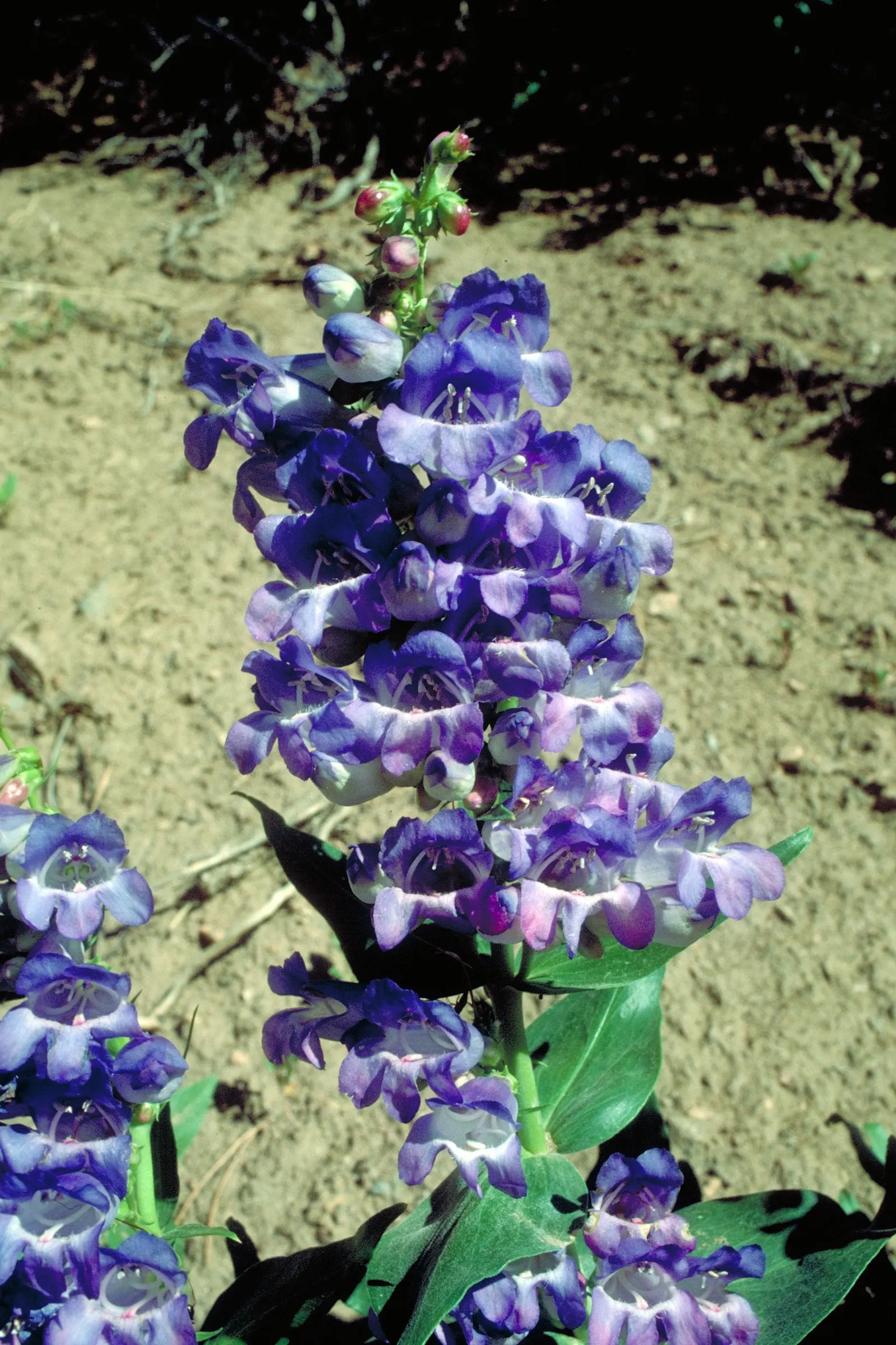 Sawsepal Penstemon (Penstemon Glaber) — Thriving in USDA hardiness zones 3 to 8
