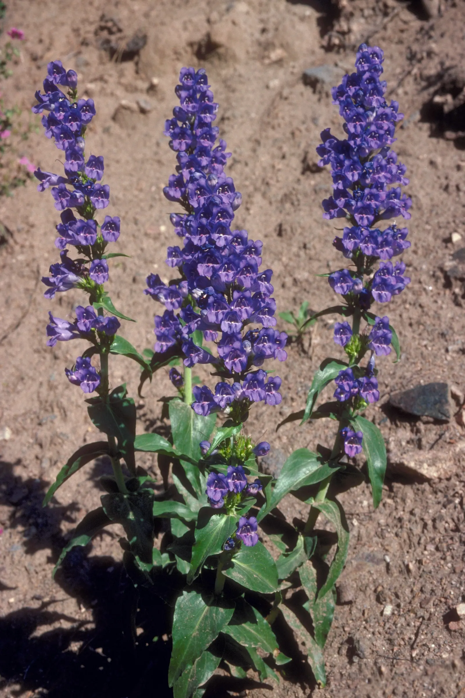Sawsepal Penstemon (Penstemon Glaber) — this species boasts a robust growth habit