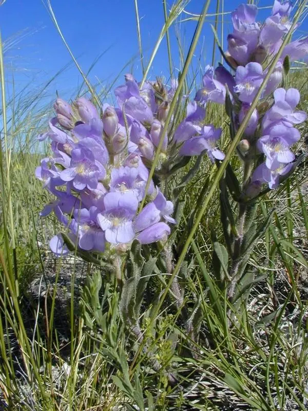 Sawsepal Penstemon (Penstemon Glaber) — regular watering during prolonged dry spells will maintain its vigor
