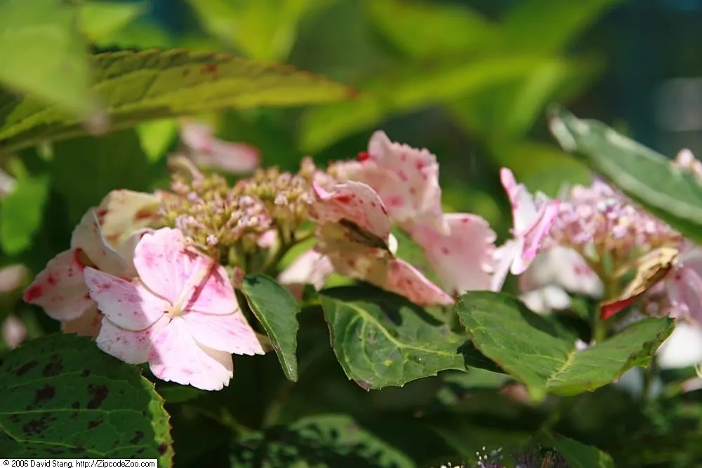 White Bigleaf Hydrangea (Hydrangea Macrophylla 'White') — provided it receives adequate moisture