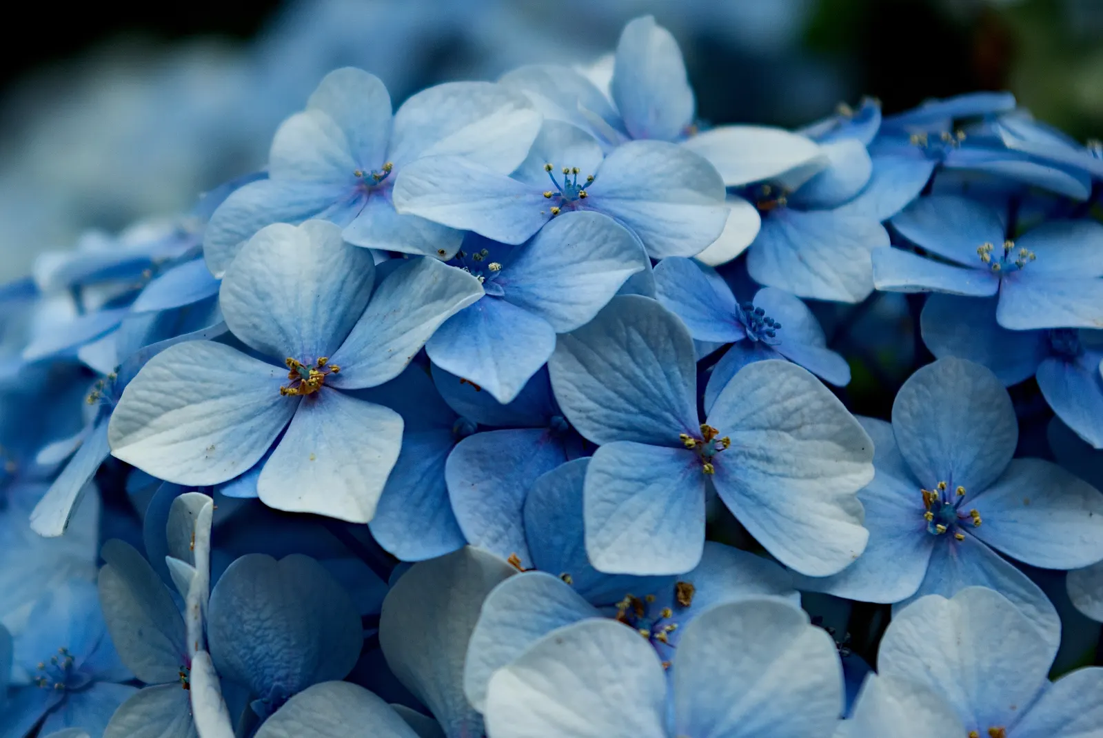 White Bigleaf Hydrangea (Hydrangea Macrophylla 'White') — showy flowers and lush foliage; it thrives in partial shade and well-drained, moist soil with a pH