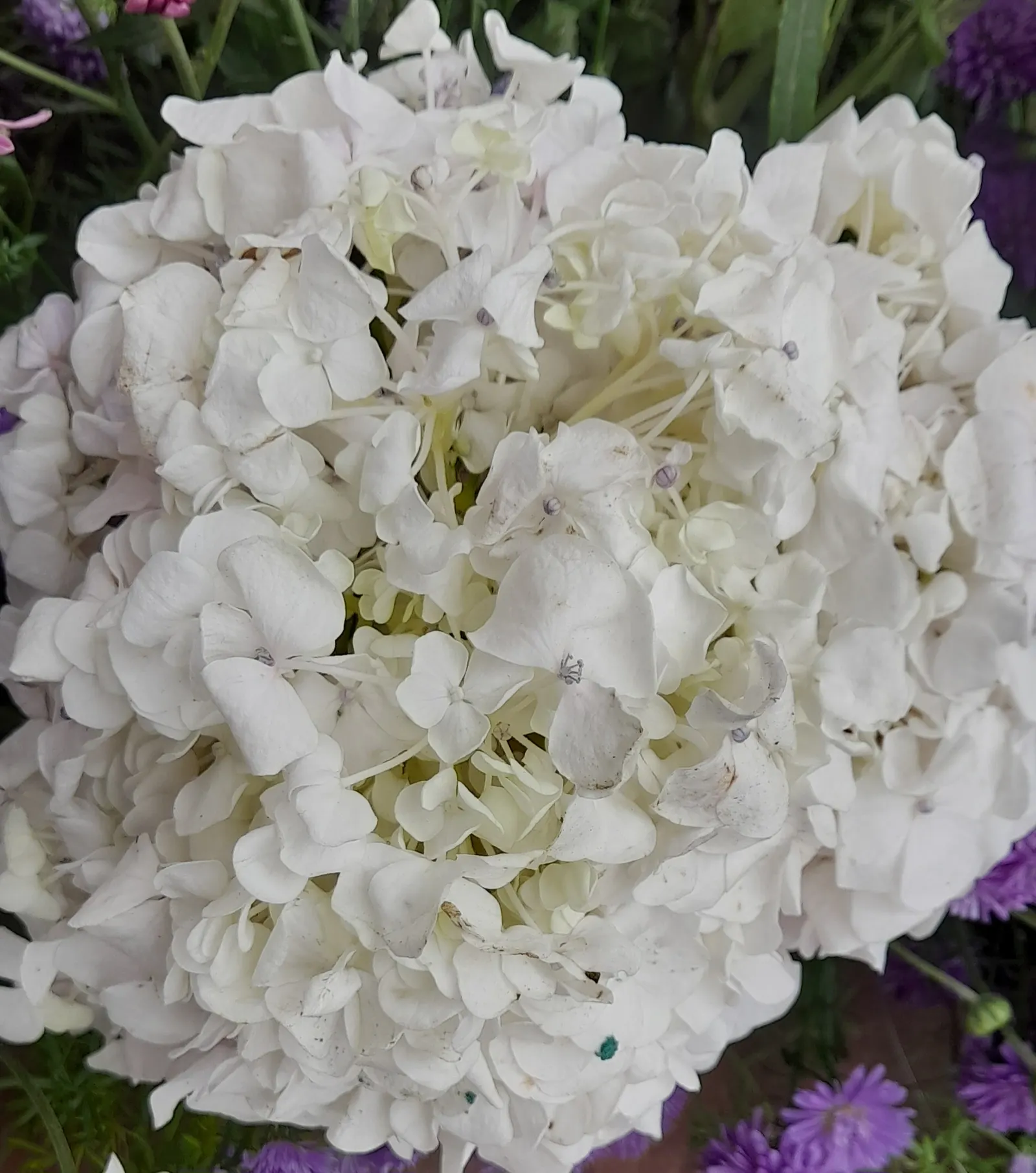 White Bigleaf Hydrangea (Hydrangea Macrophylla 'White') — Ideal for borders or as a focal point in any garden design